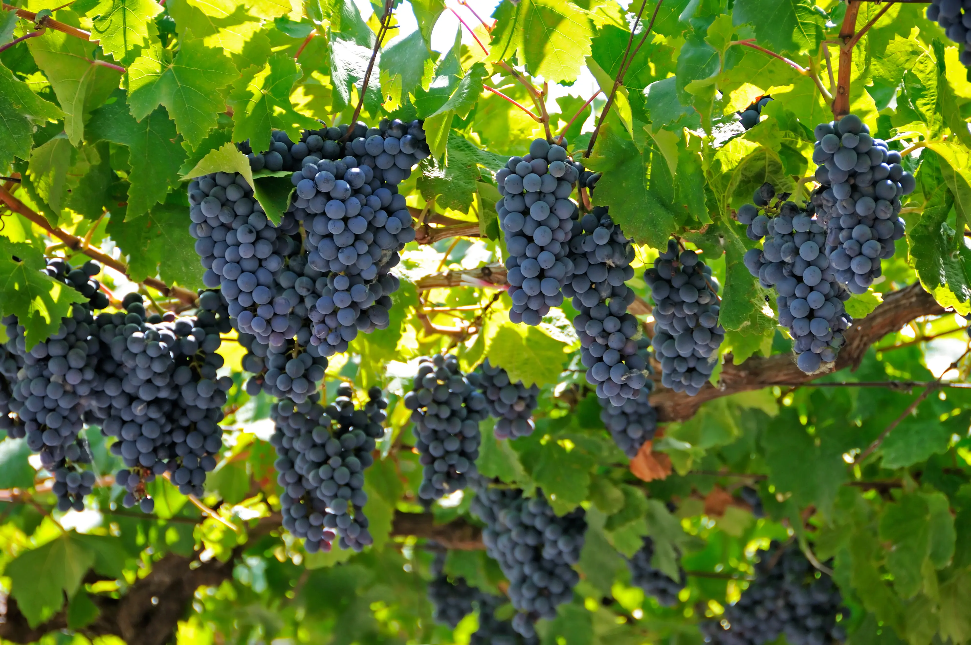 Local Vineyards