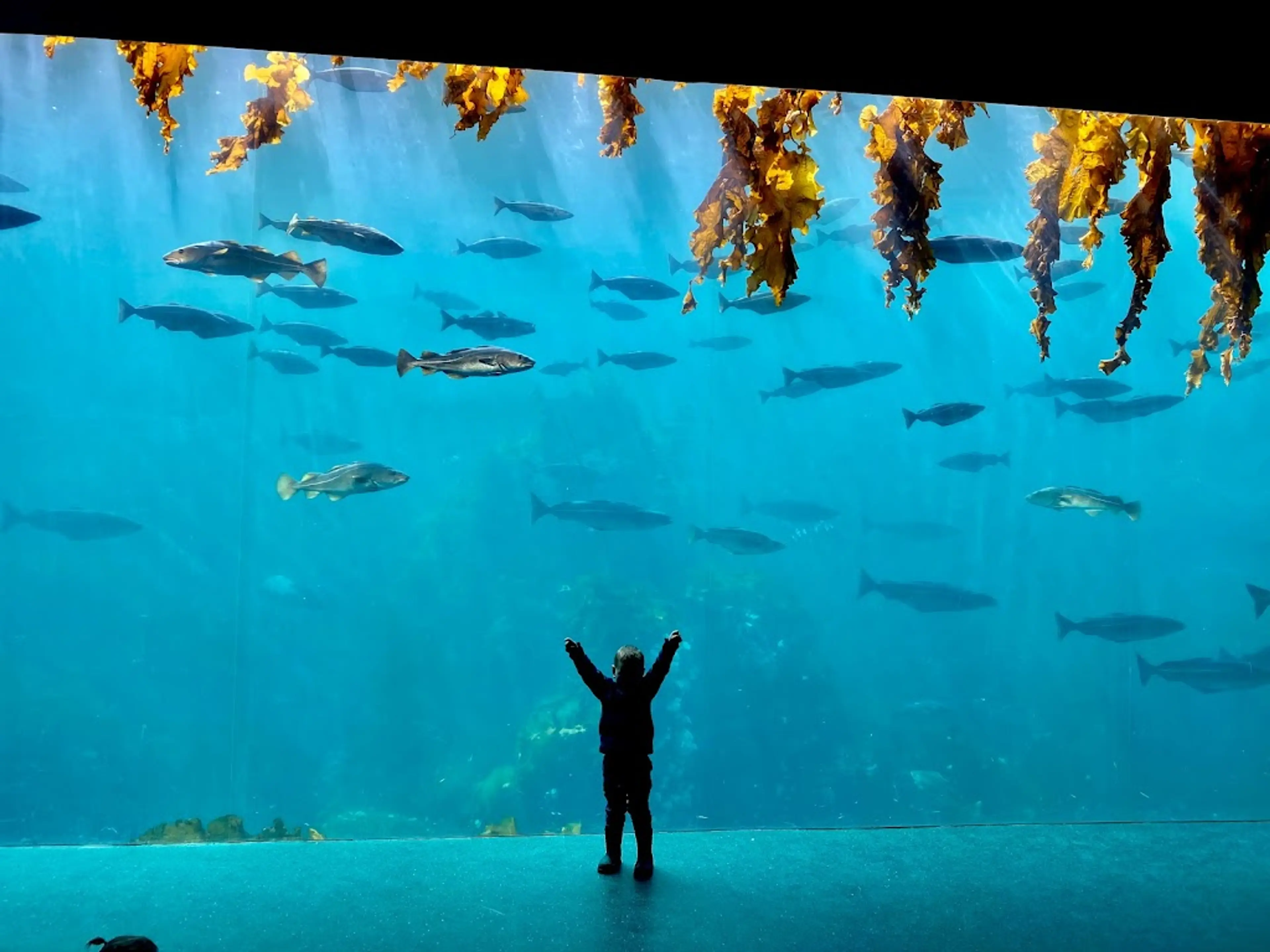 Ålesund Aquarium