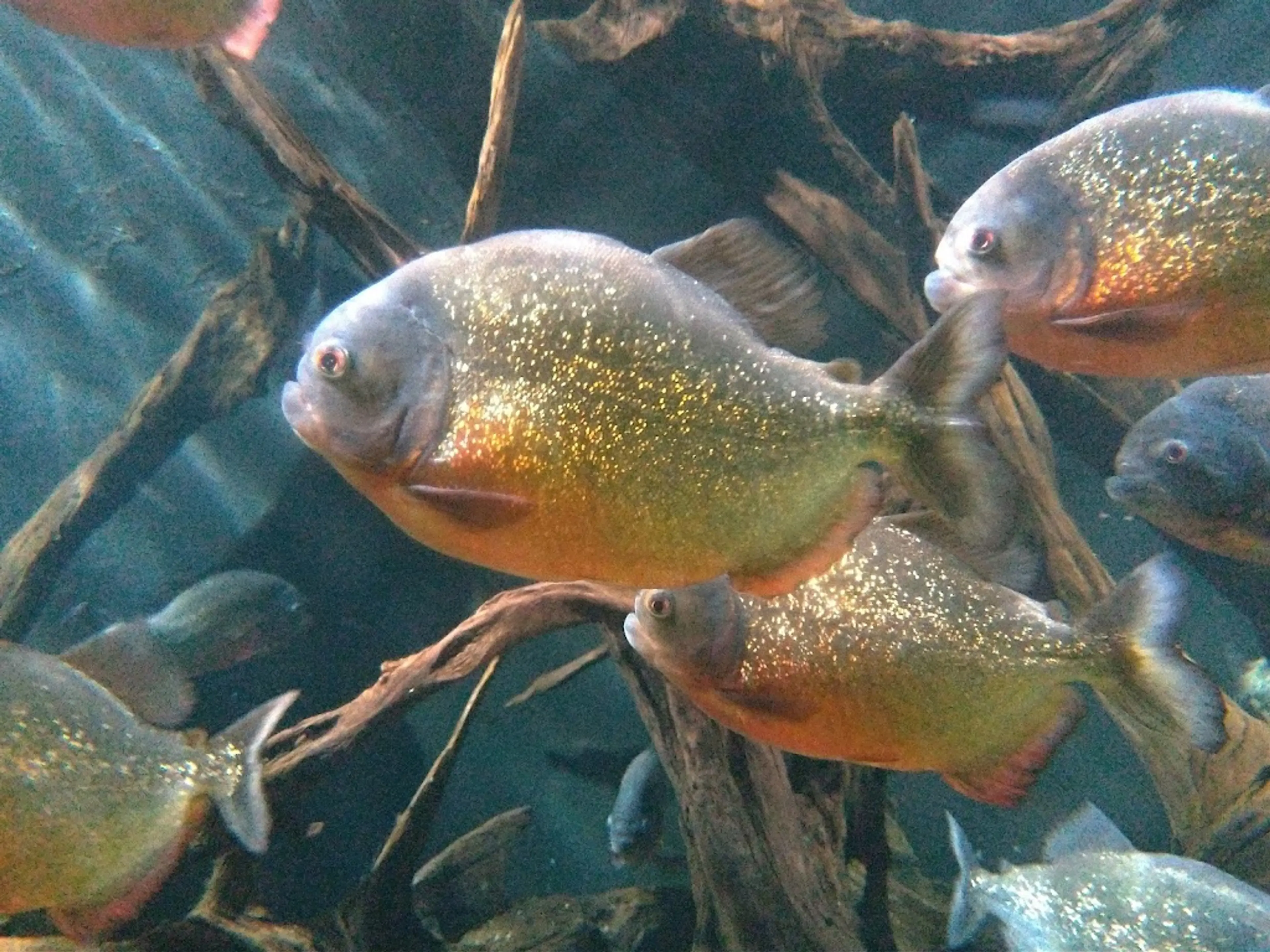 Bergen Aquarium