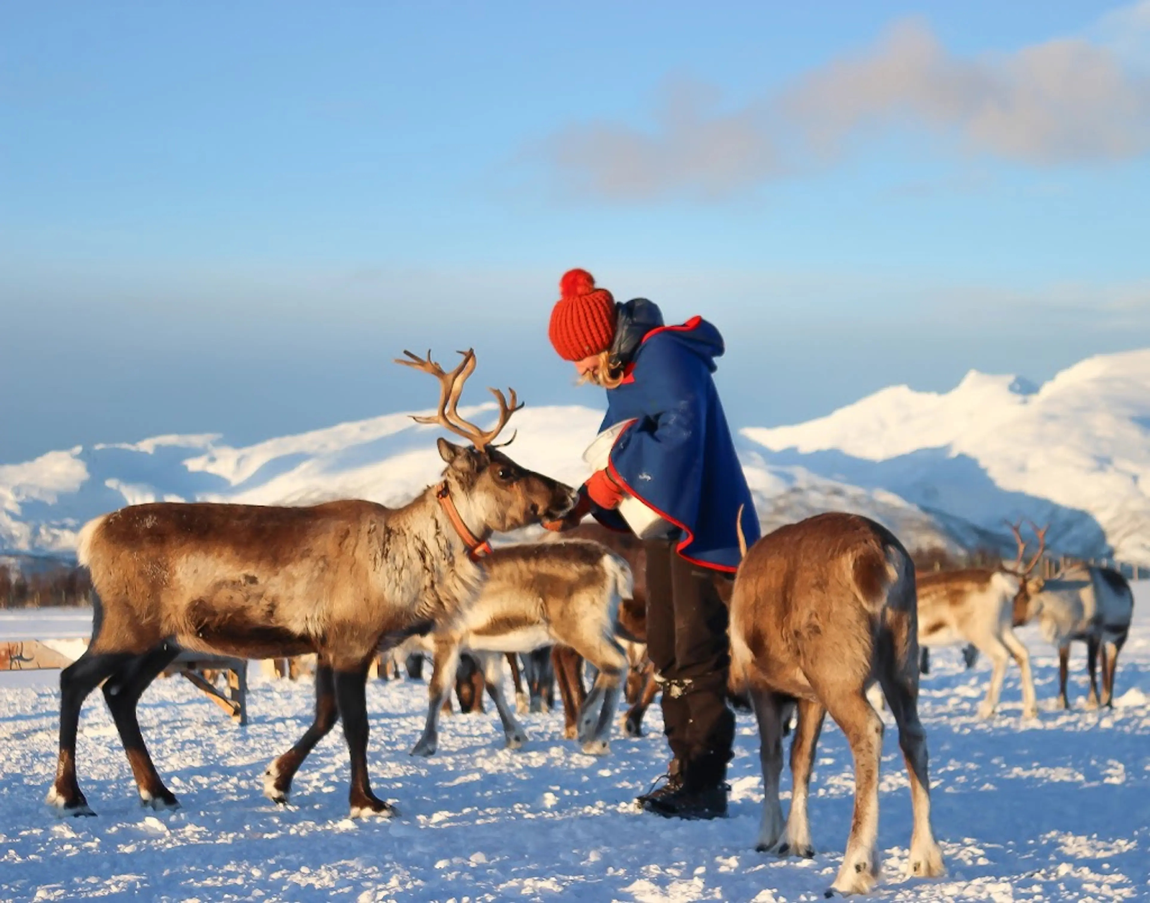 Reindeer Sledding