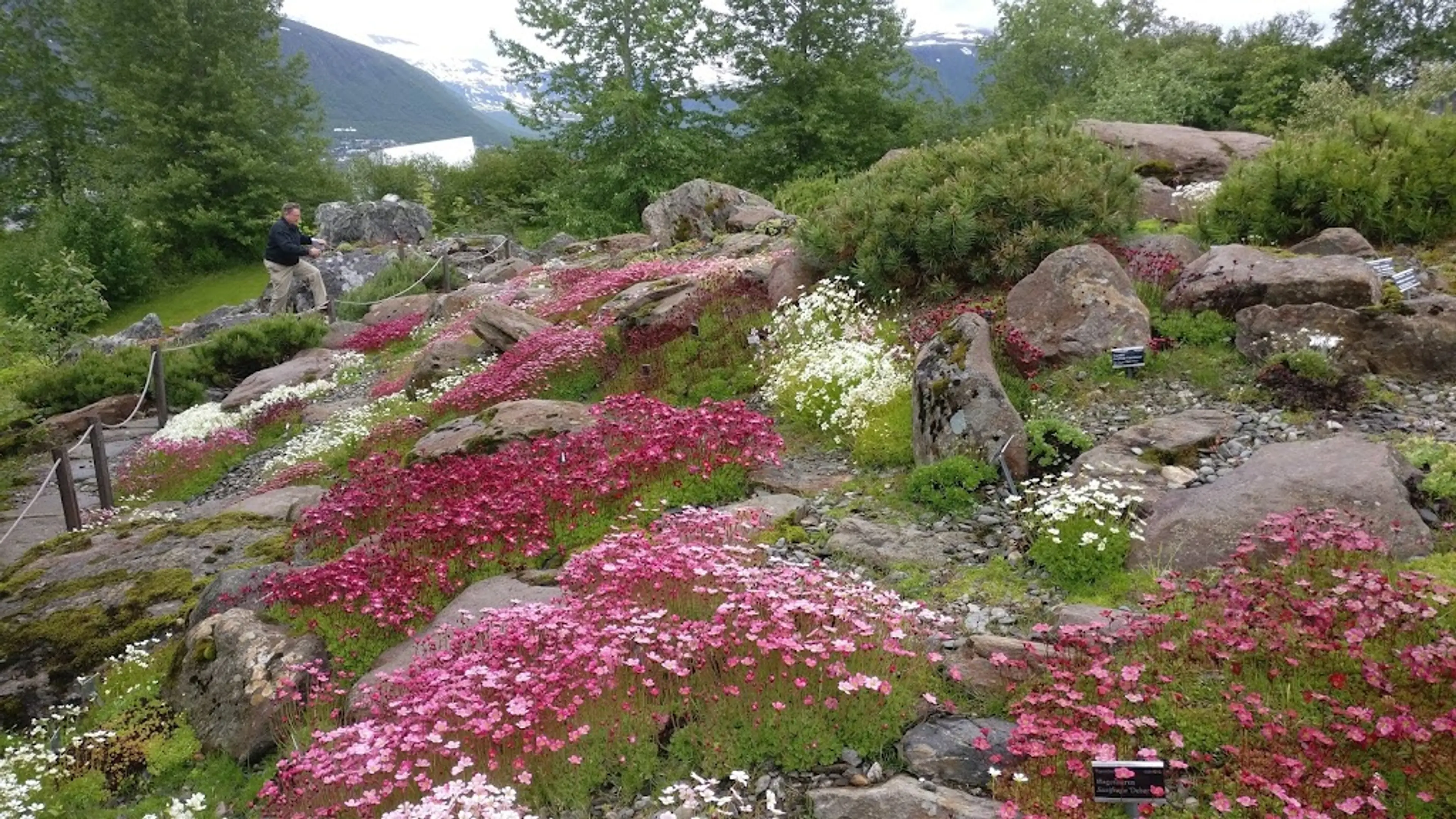 Arctic-Alpine Botanic Garden