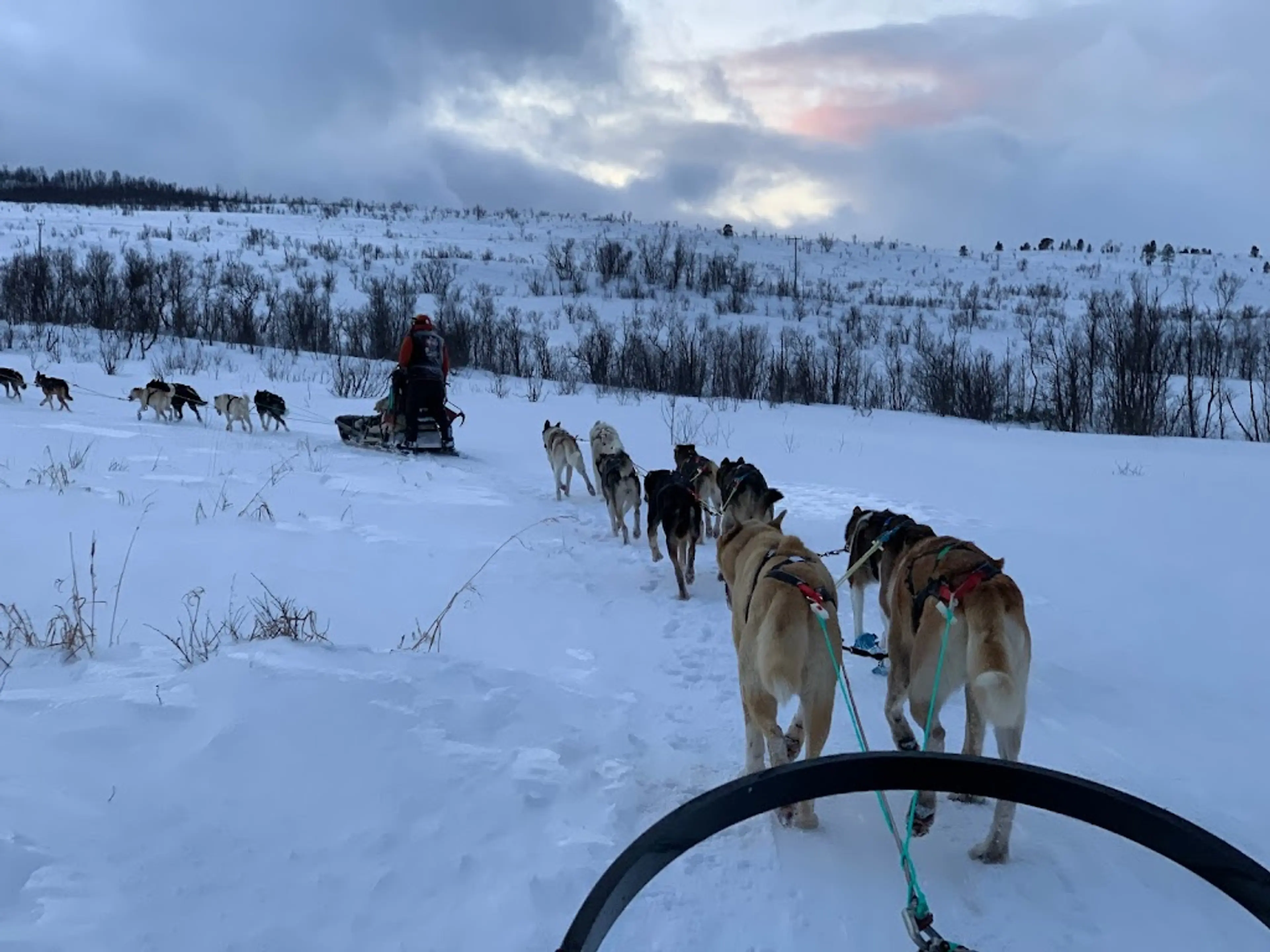 Dog Sledding