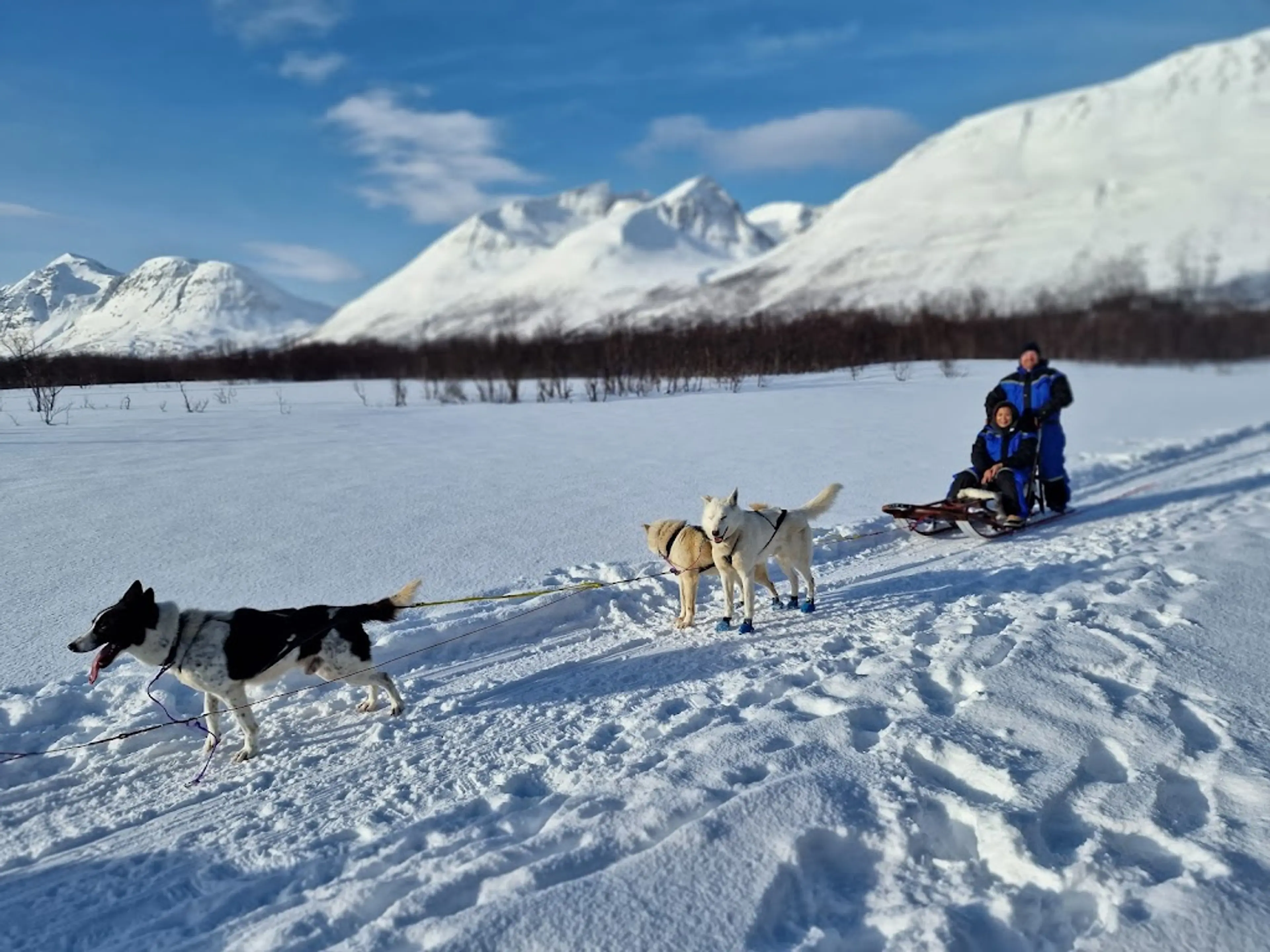 Dog Sledding Tour