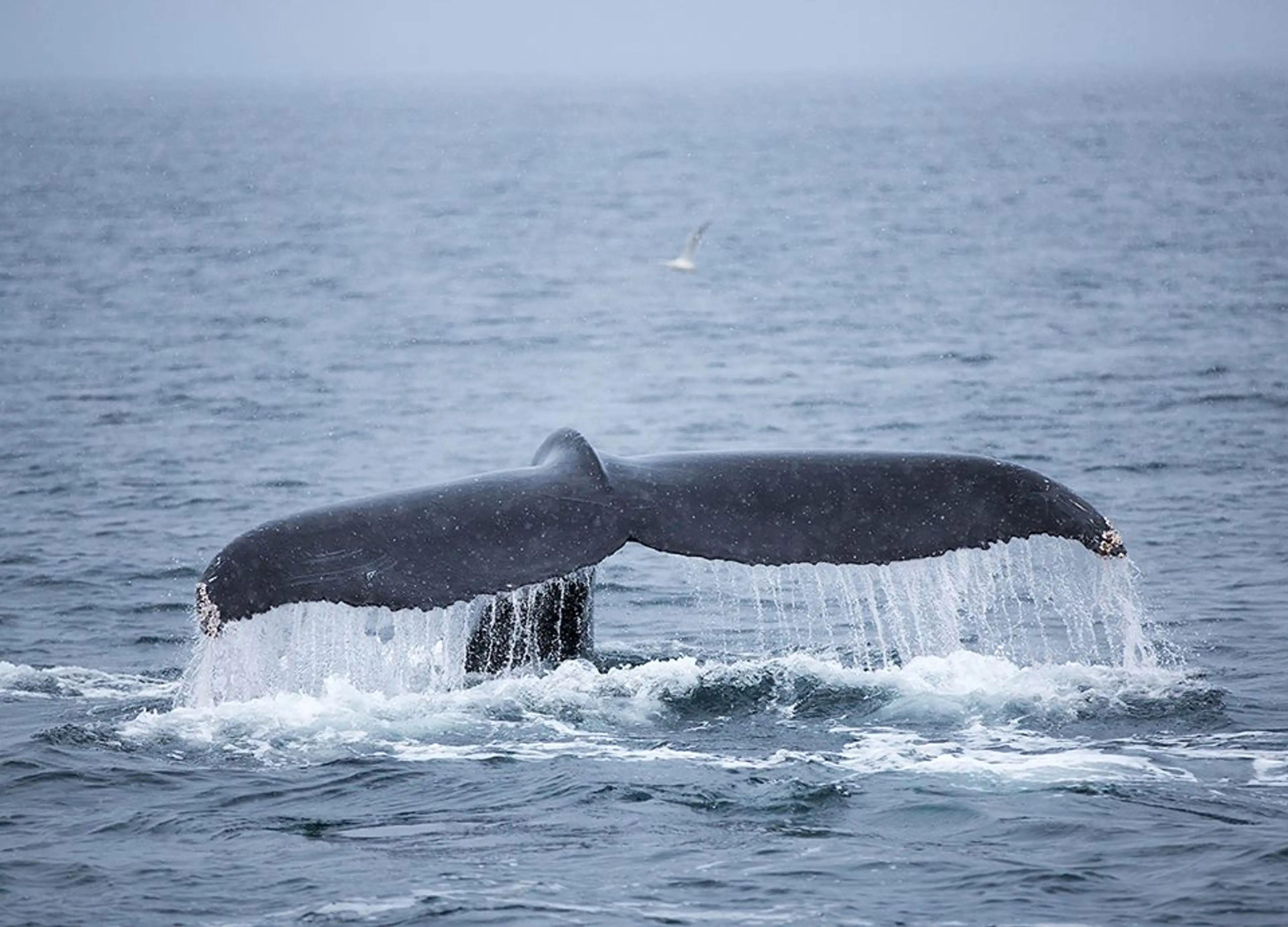 Whale watching tour