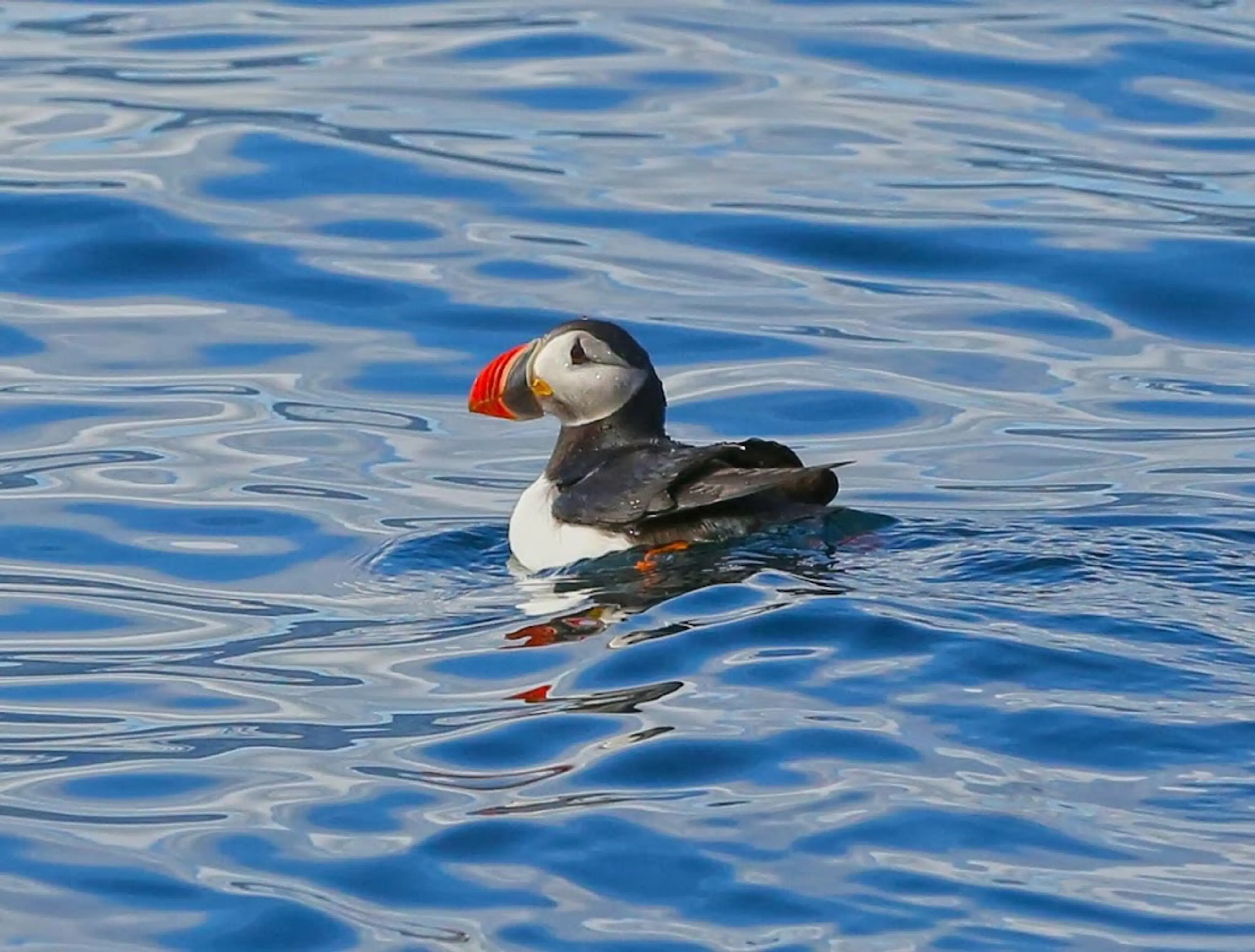 Wildlife Sea Safari