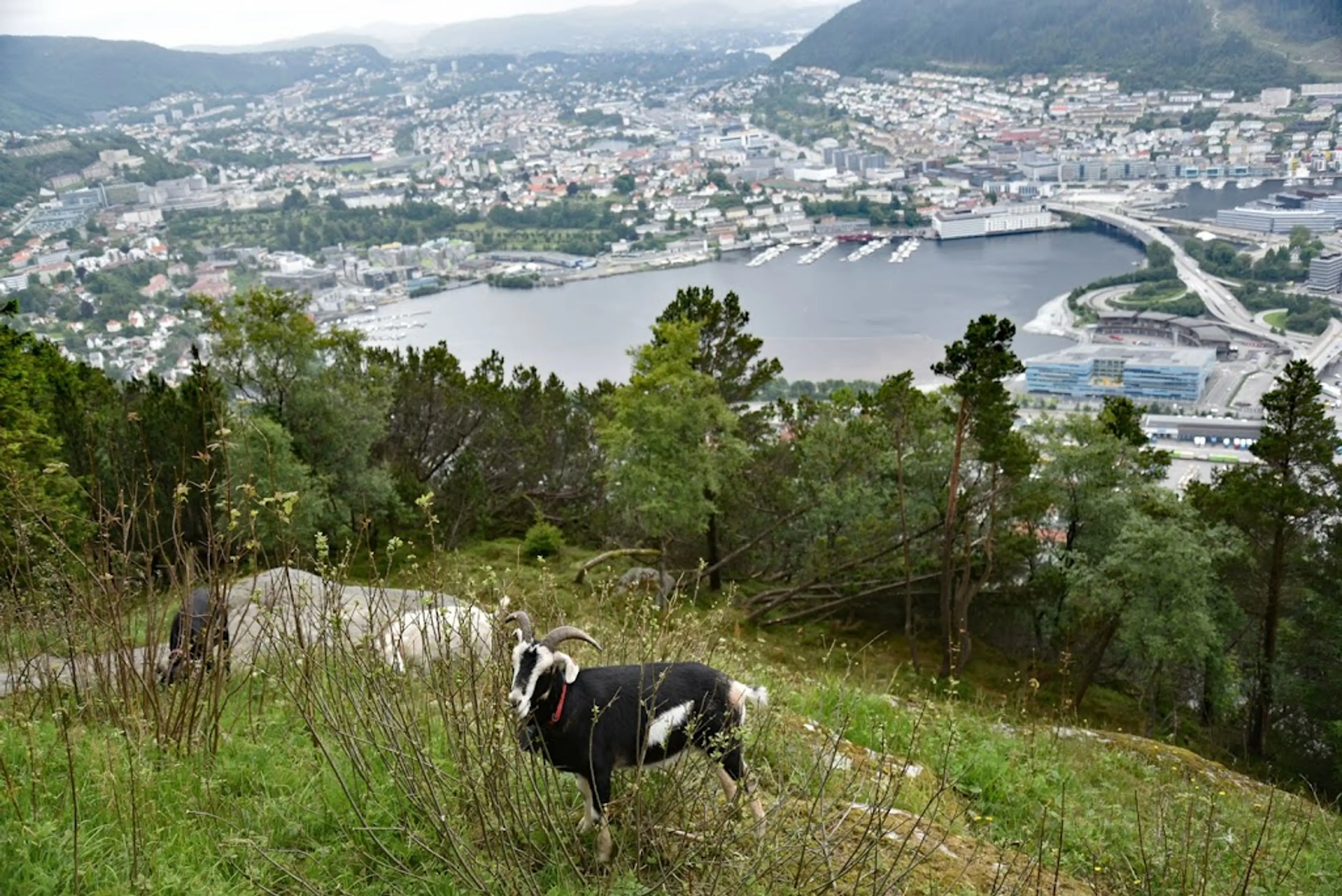 Mount Fløyen