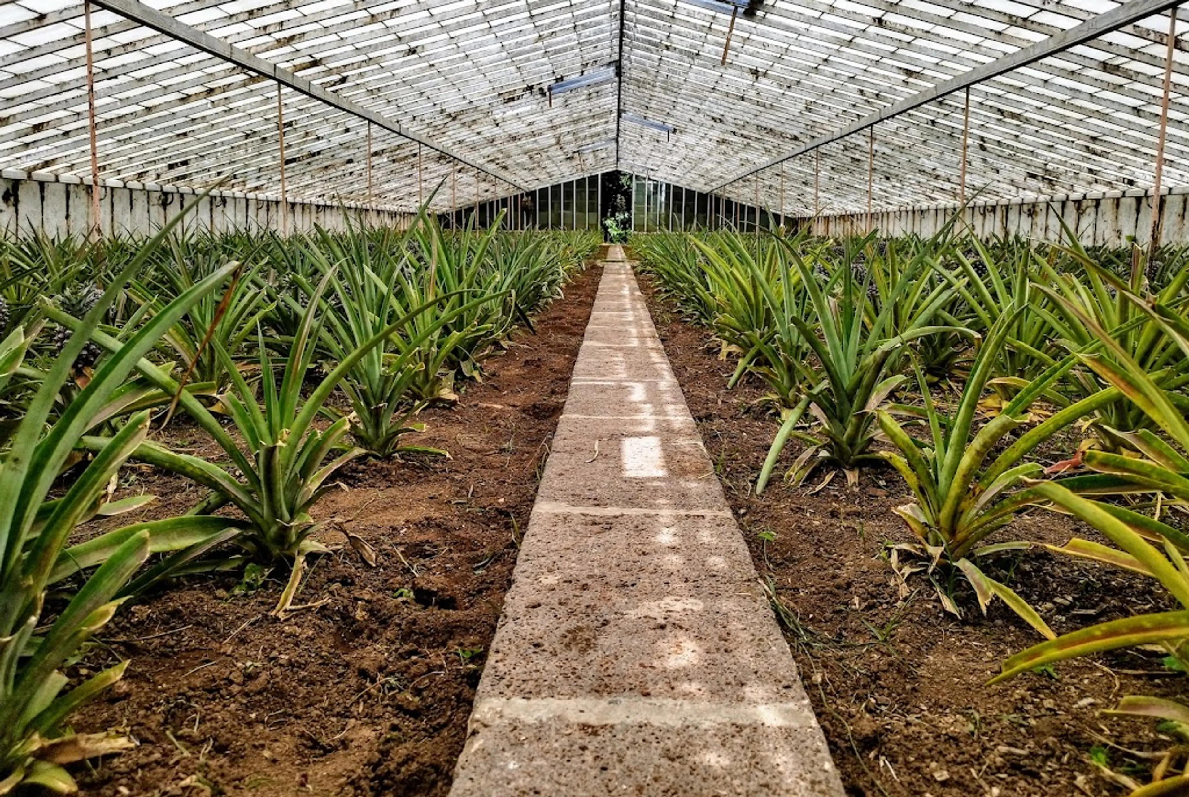 Arruda Pineapple Plantation