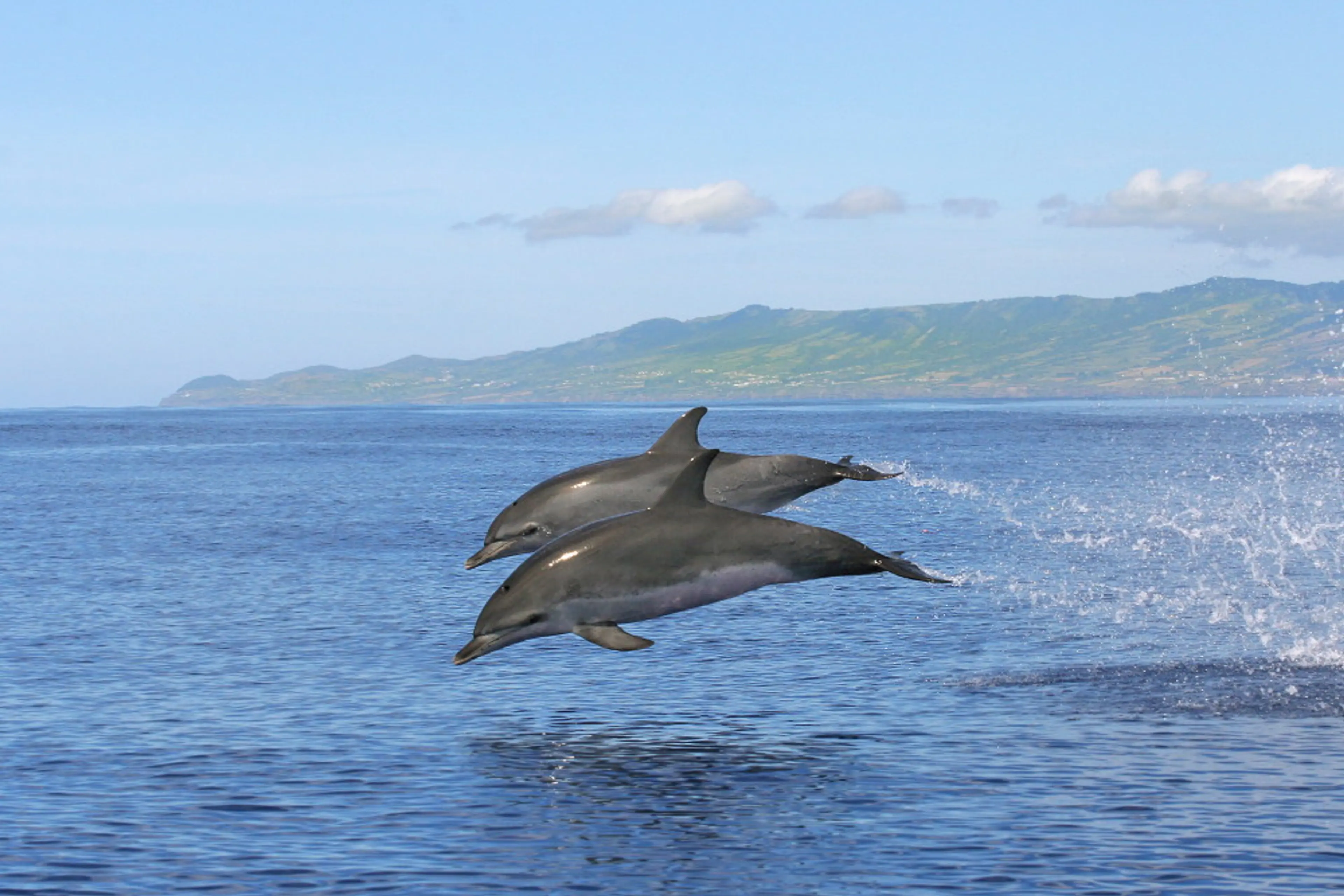 Dolphin and whale watching