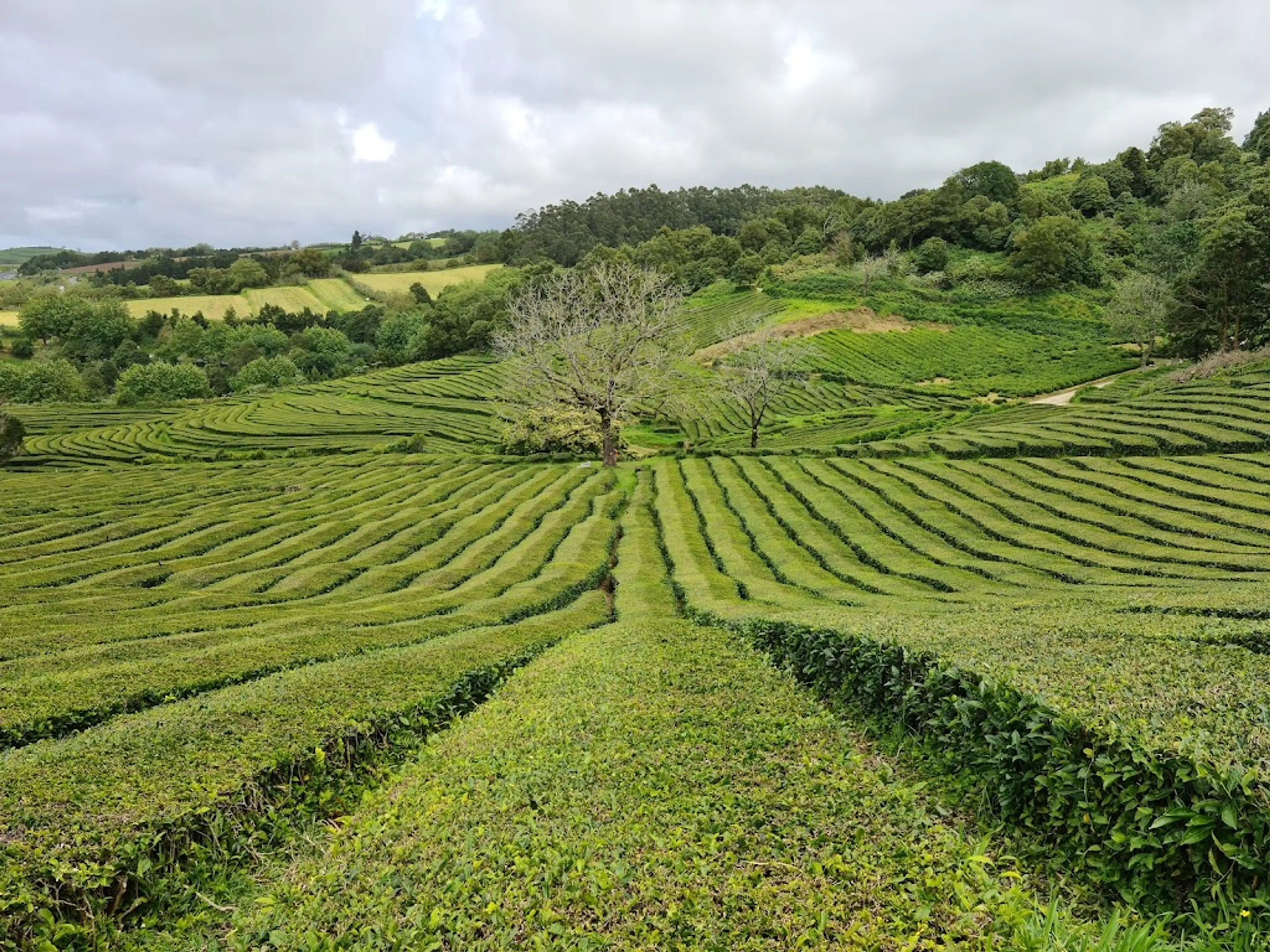 Gorreana Tea Plantation
