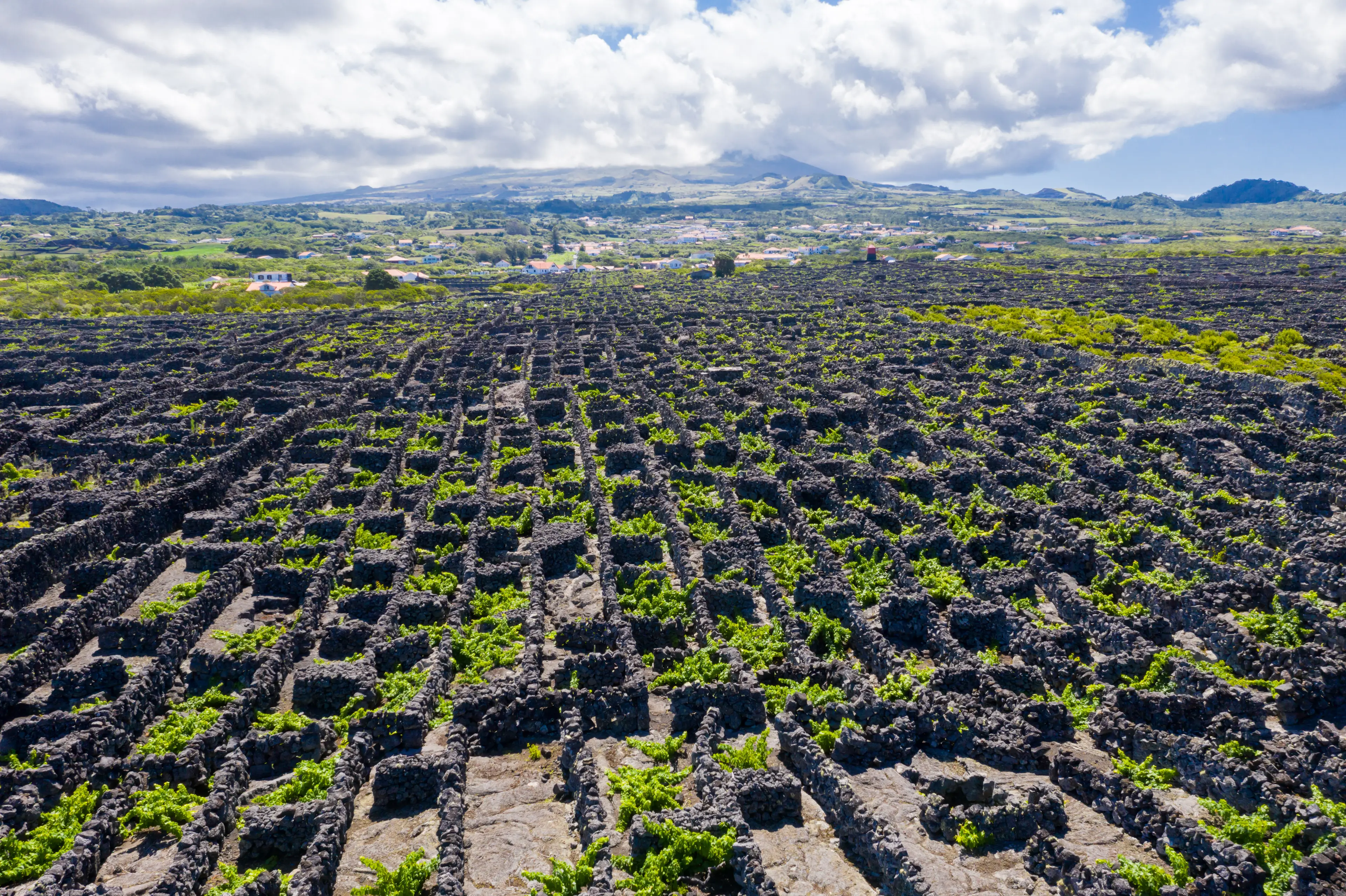 Pico Island Vineyard Landscape