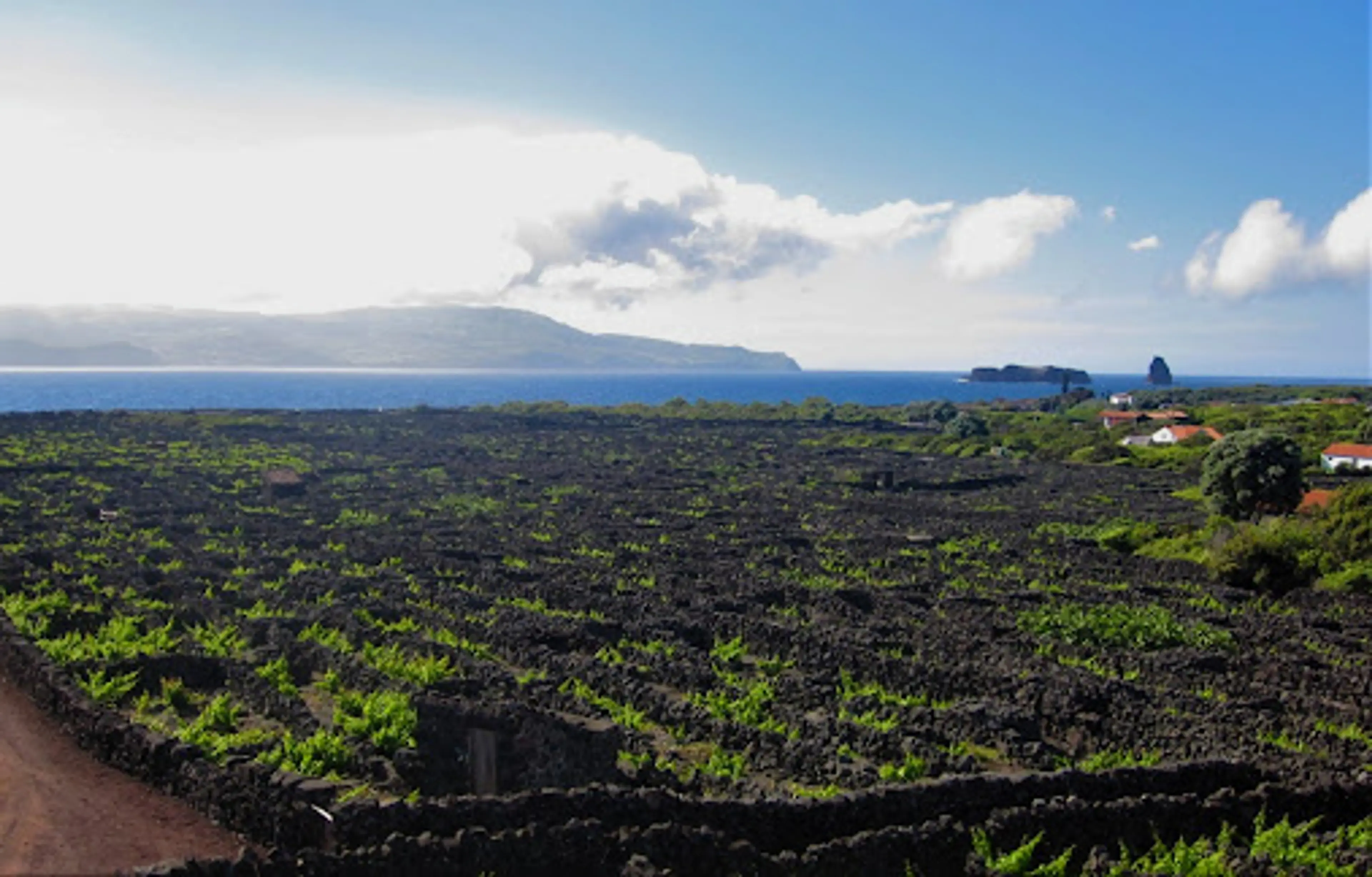 Pico Island Vineyard Landscape