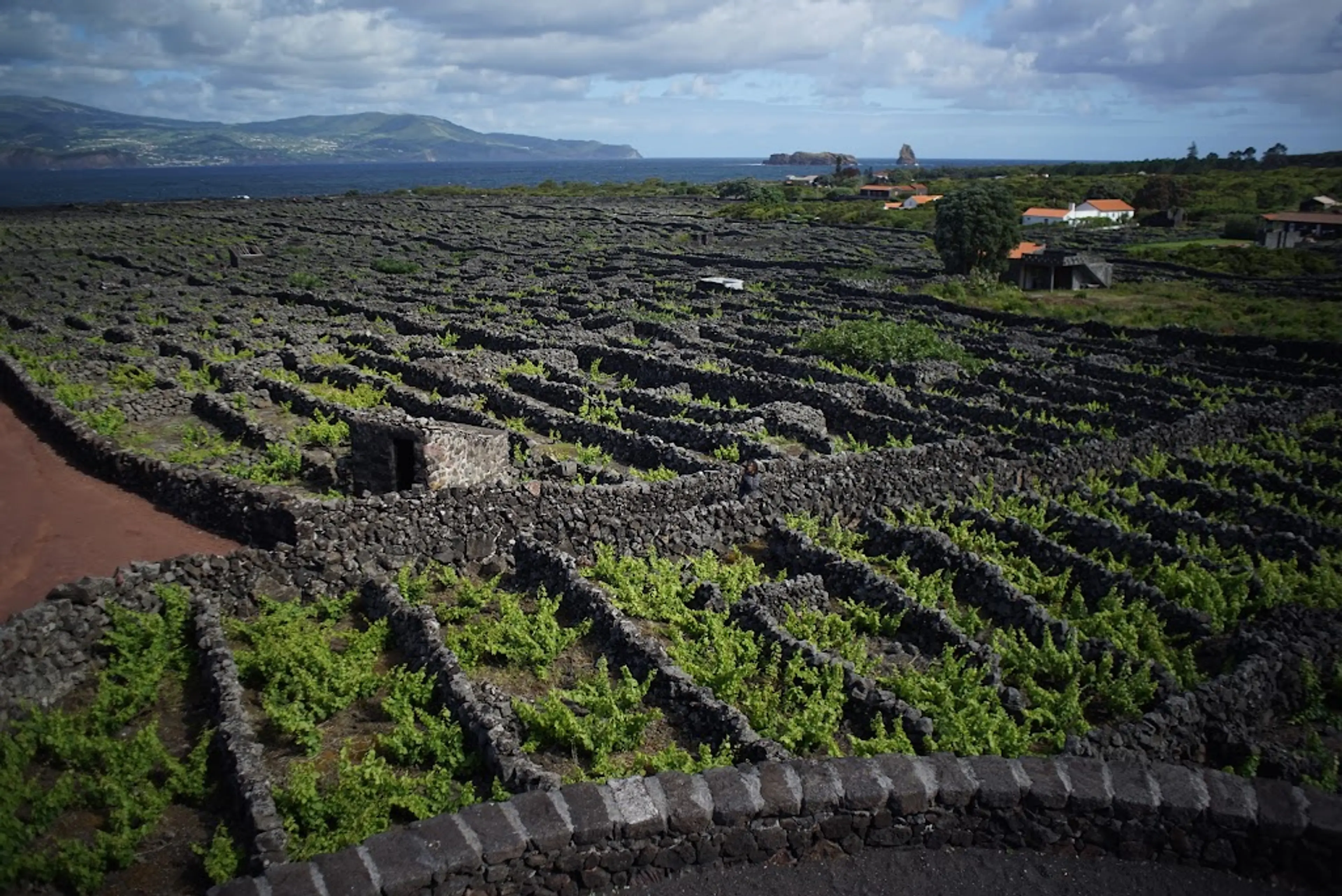 Pico Vineyard Culture