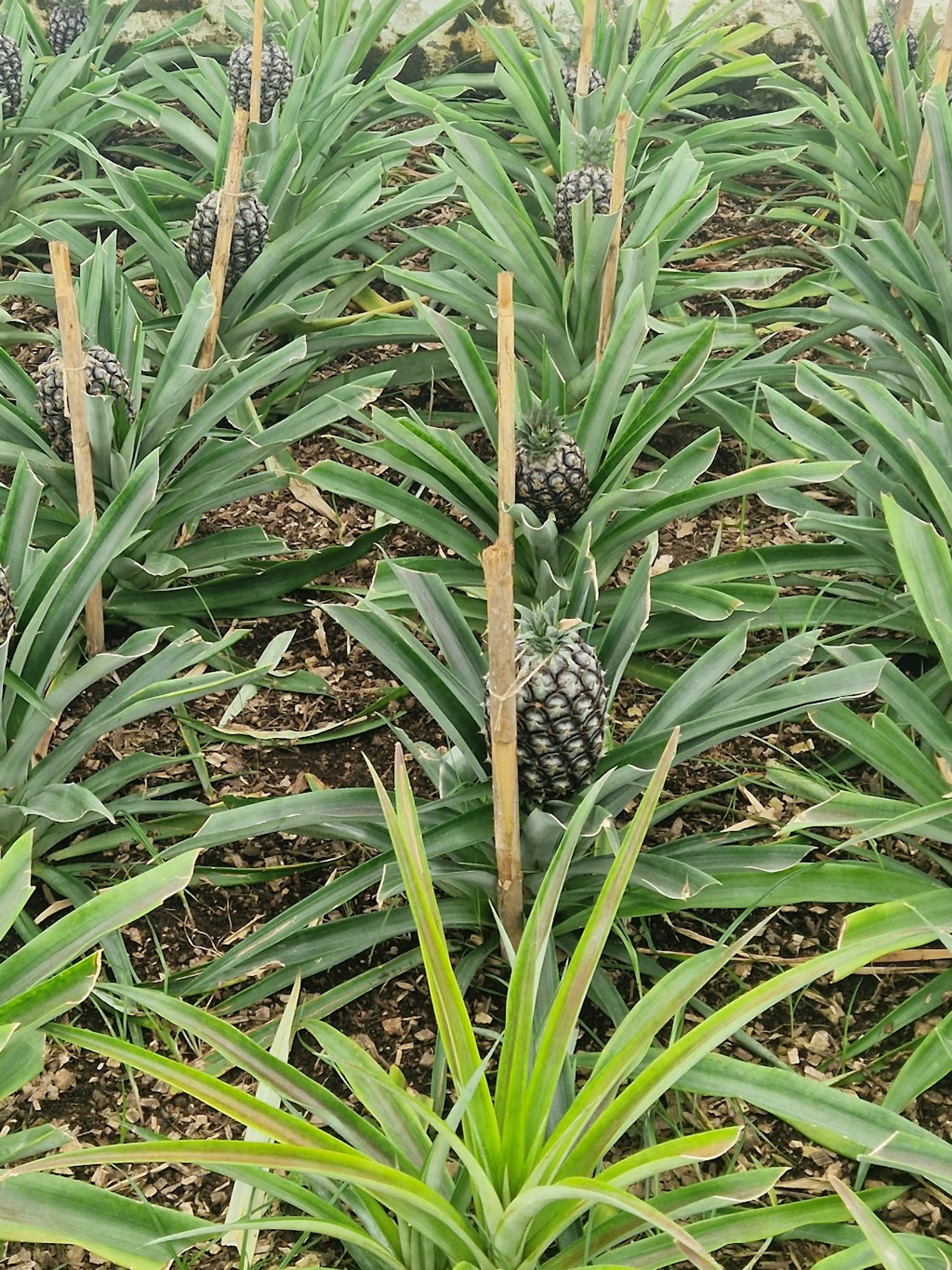 Pineapple Plantation