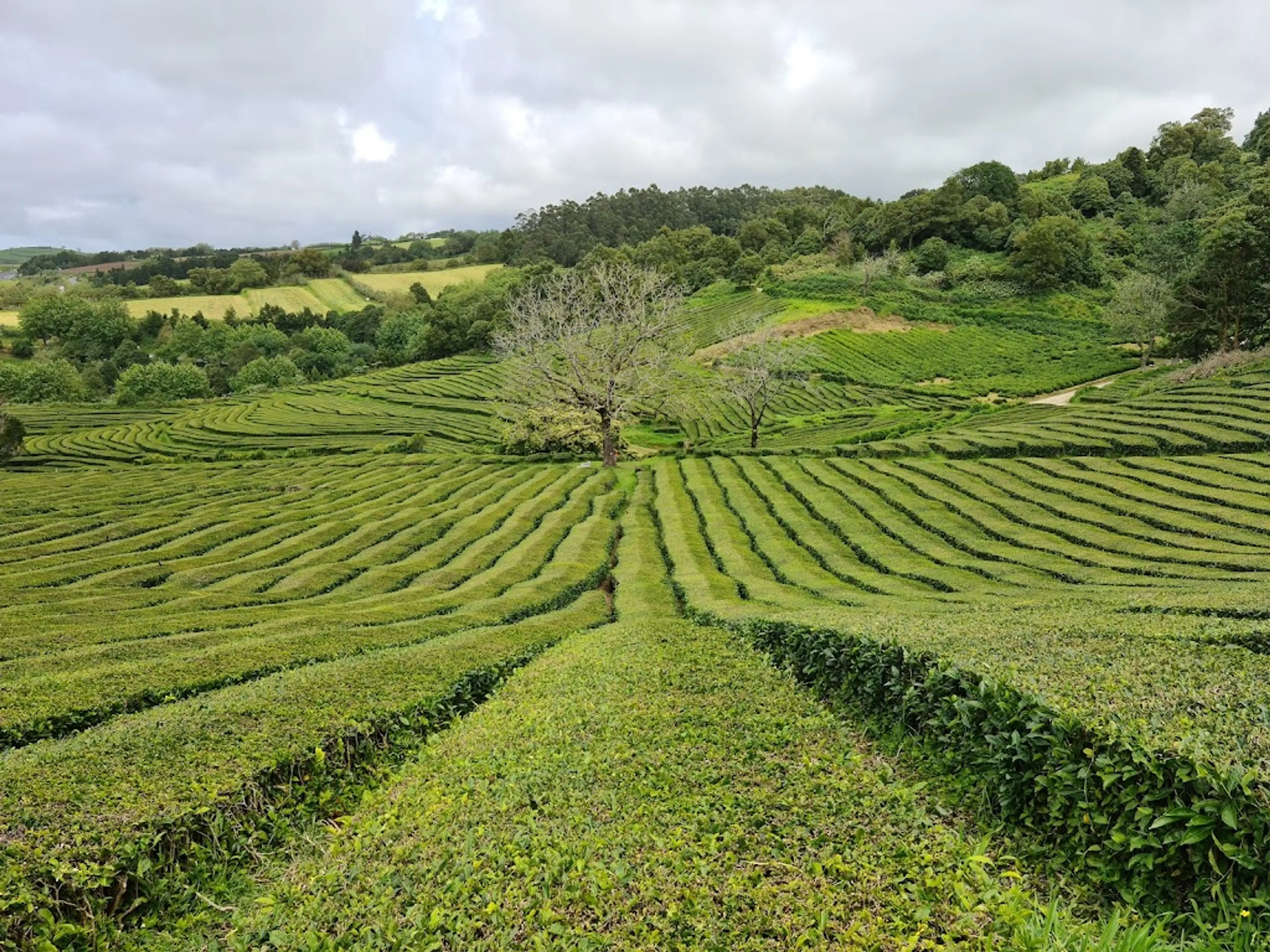 Tea Plantation