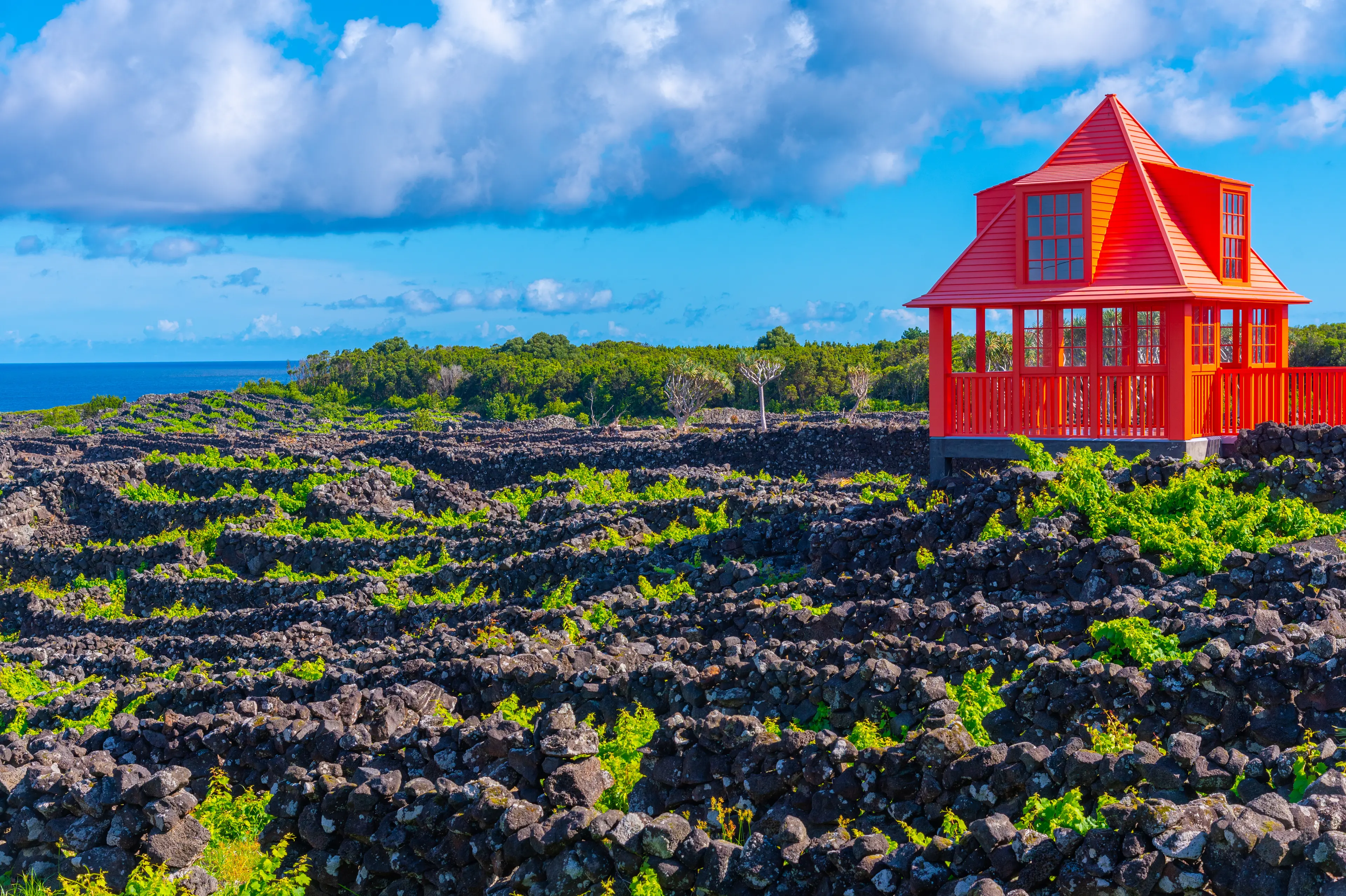 Vineyards on Pico Island
