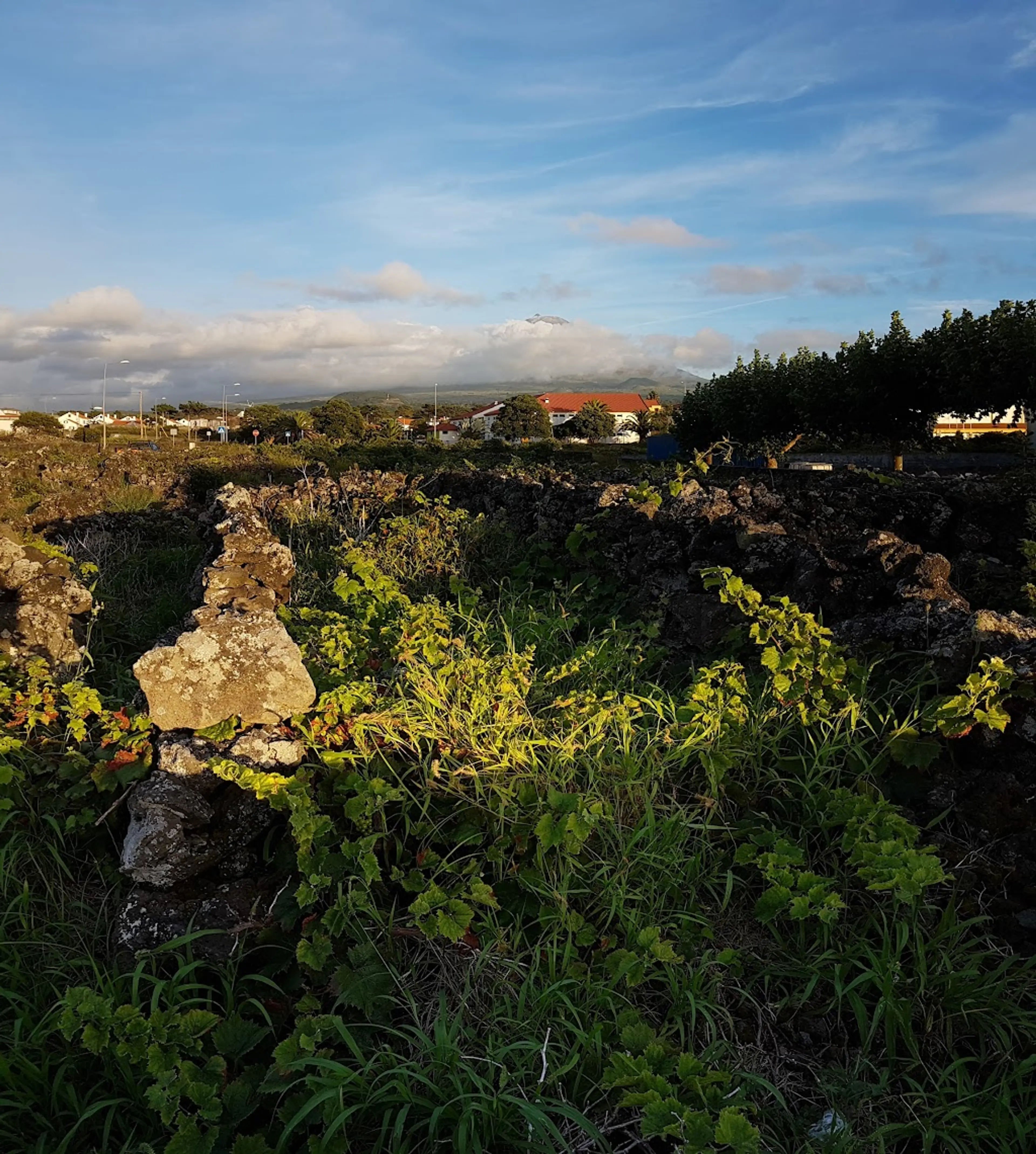Vineyards of Pico Island