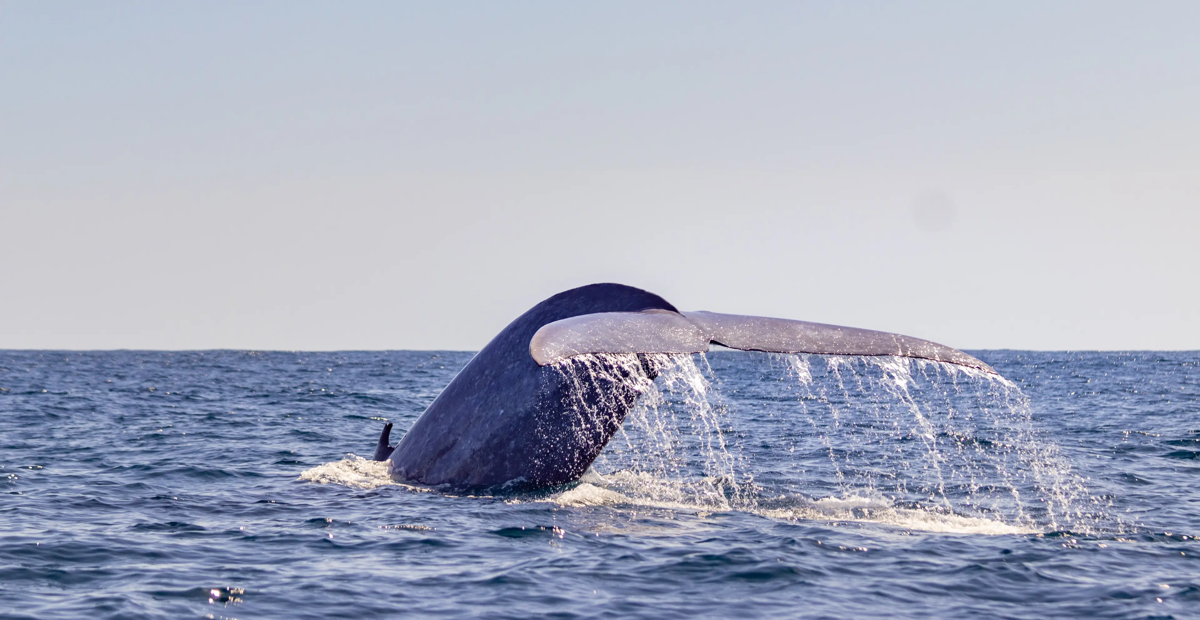 Whale watching tour