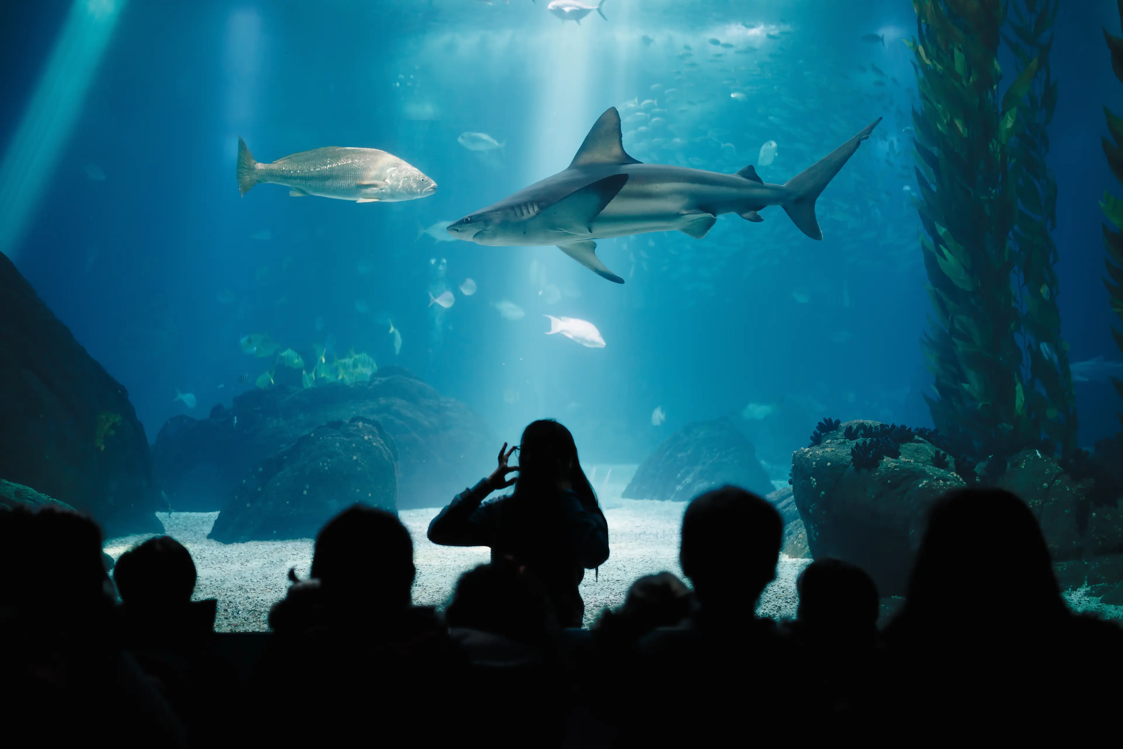 Oceanarium