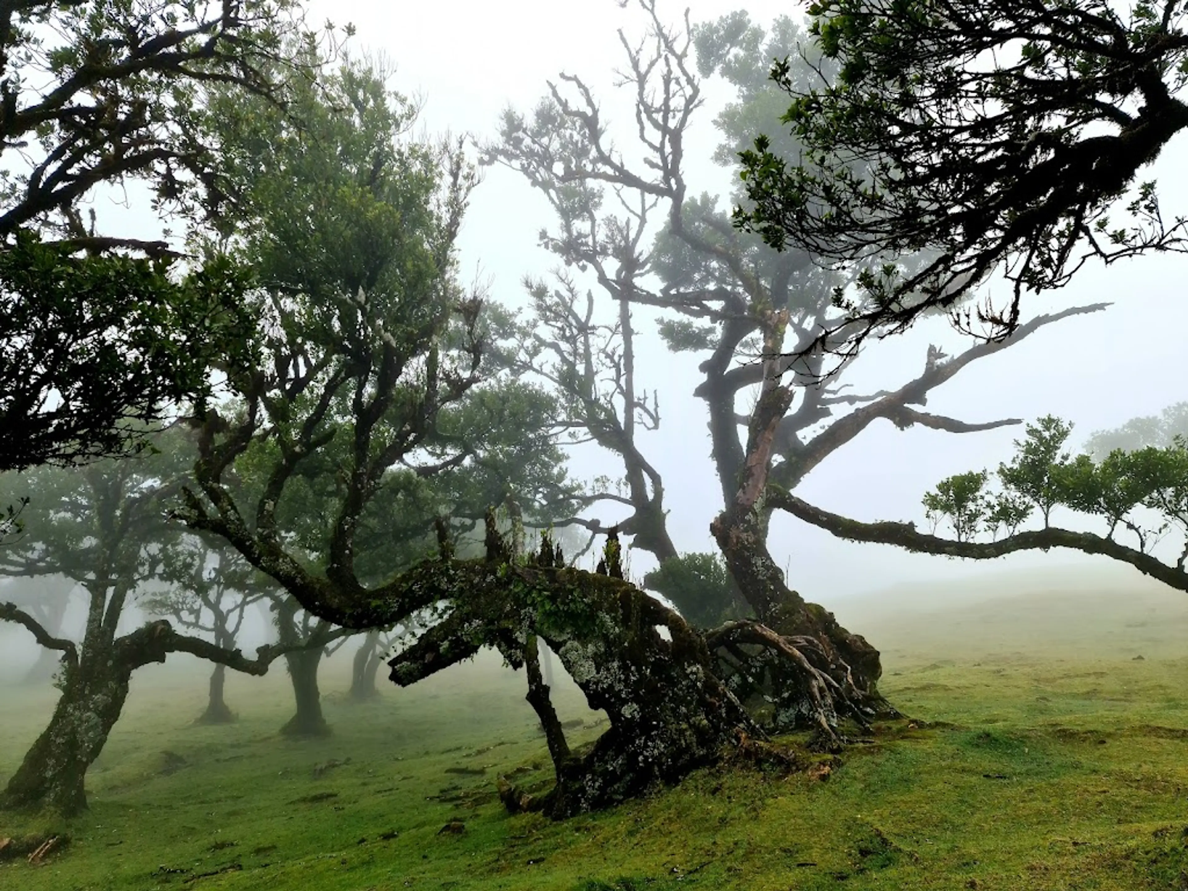 Laurisilva Forest