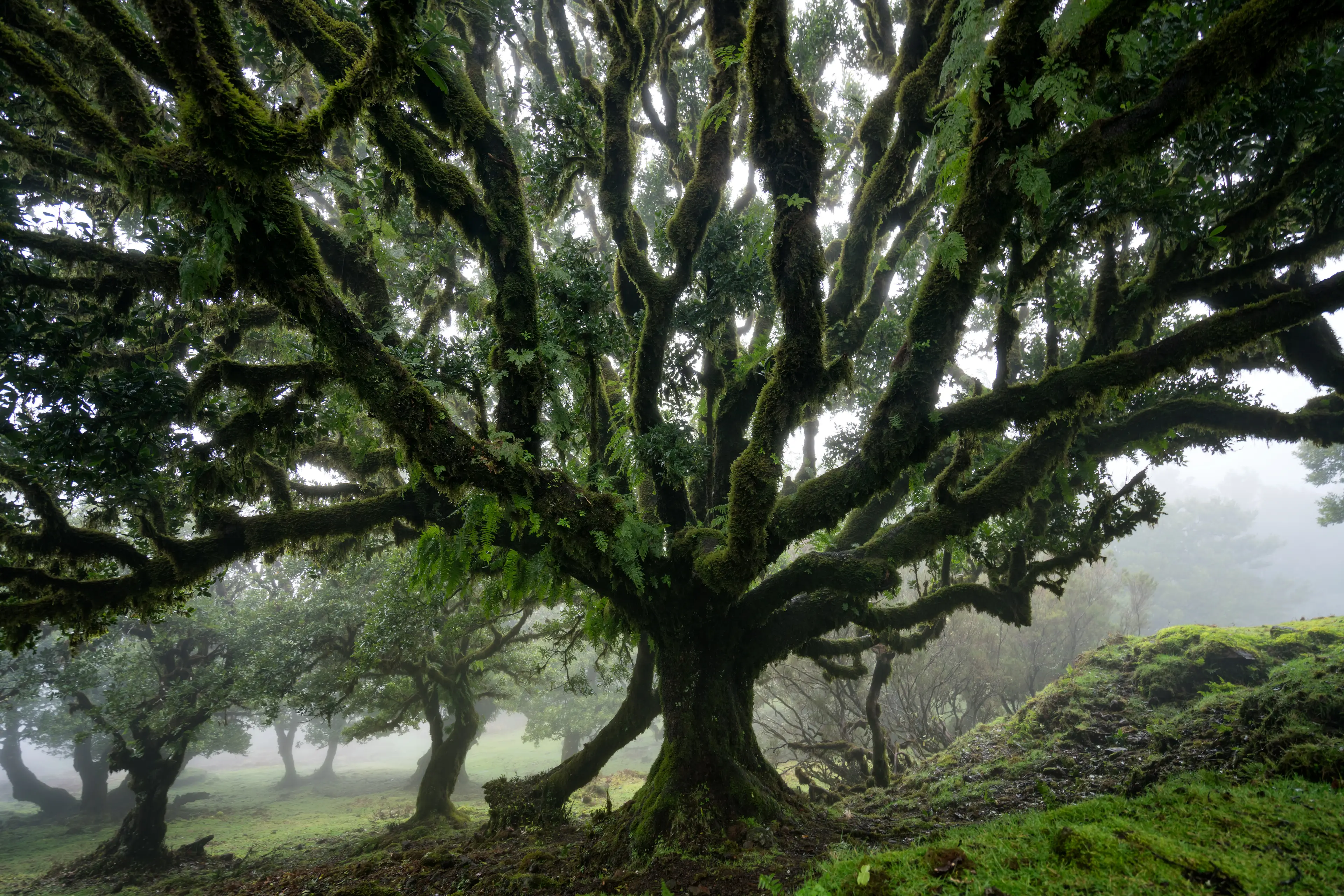 Laurissilva Forest