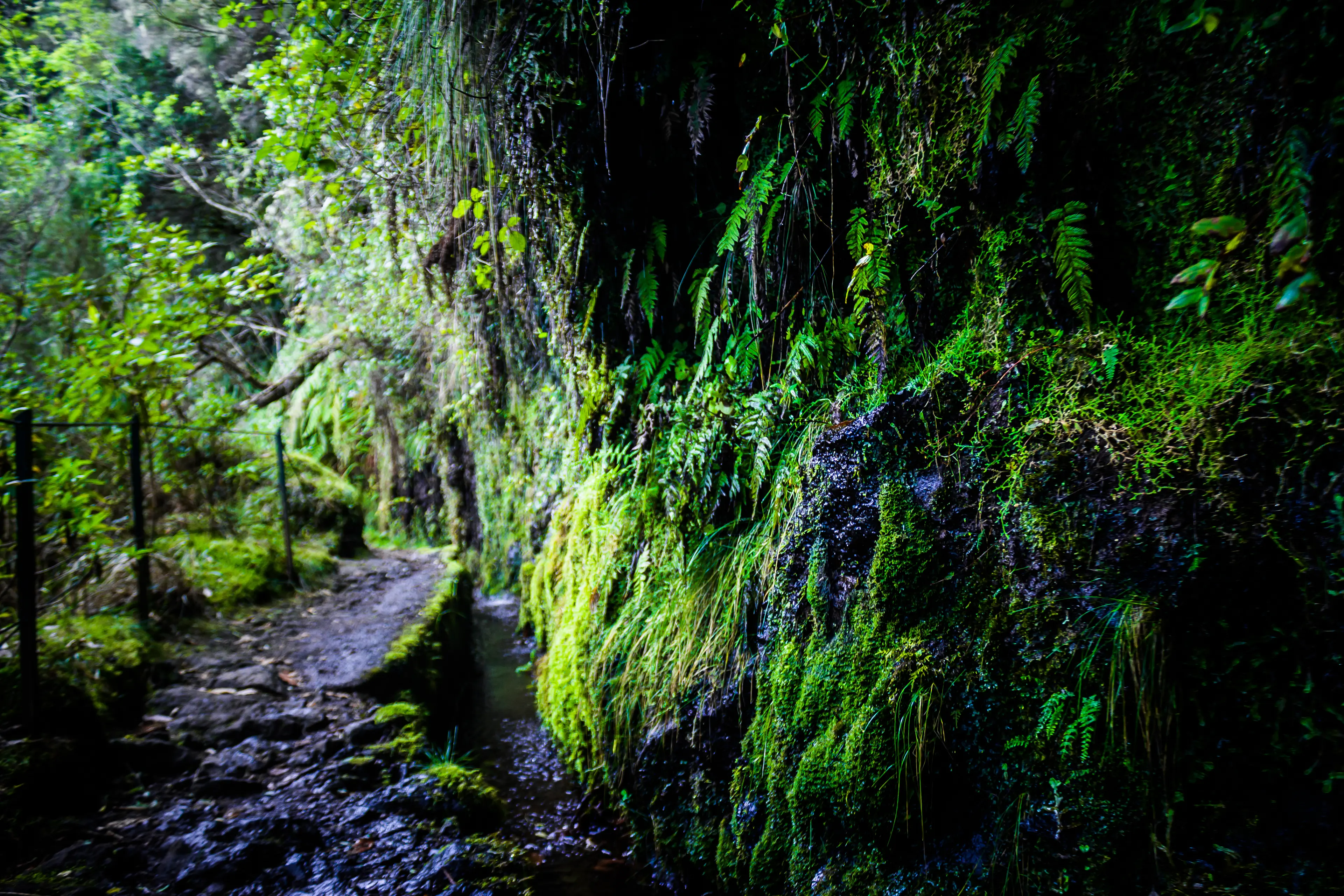 Levada do Caldeirão Verde
