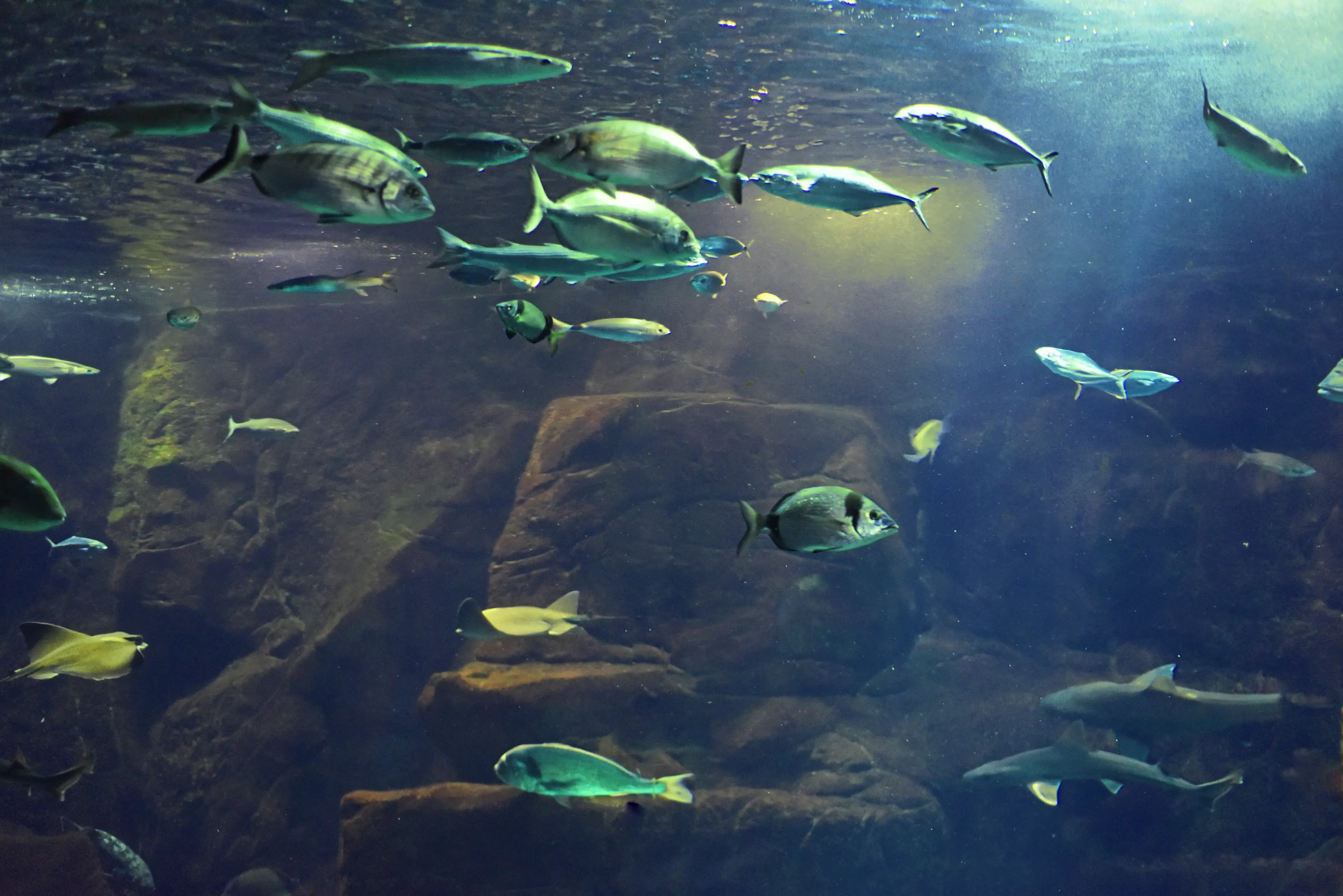 Madeira Aquarium