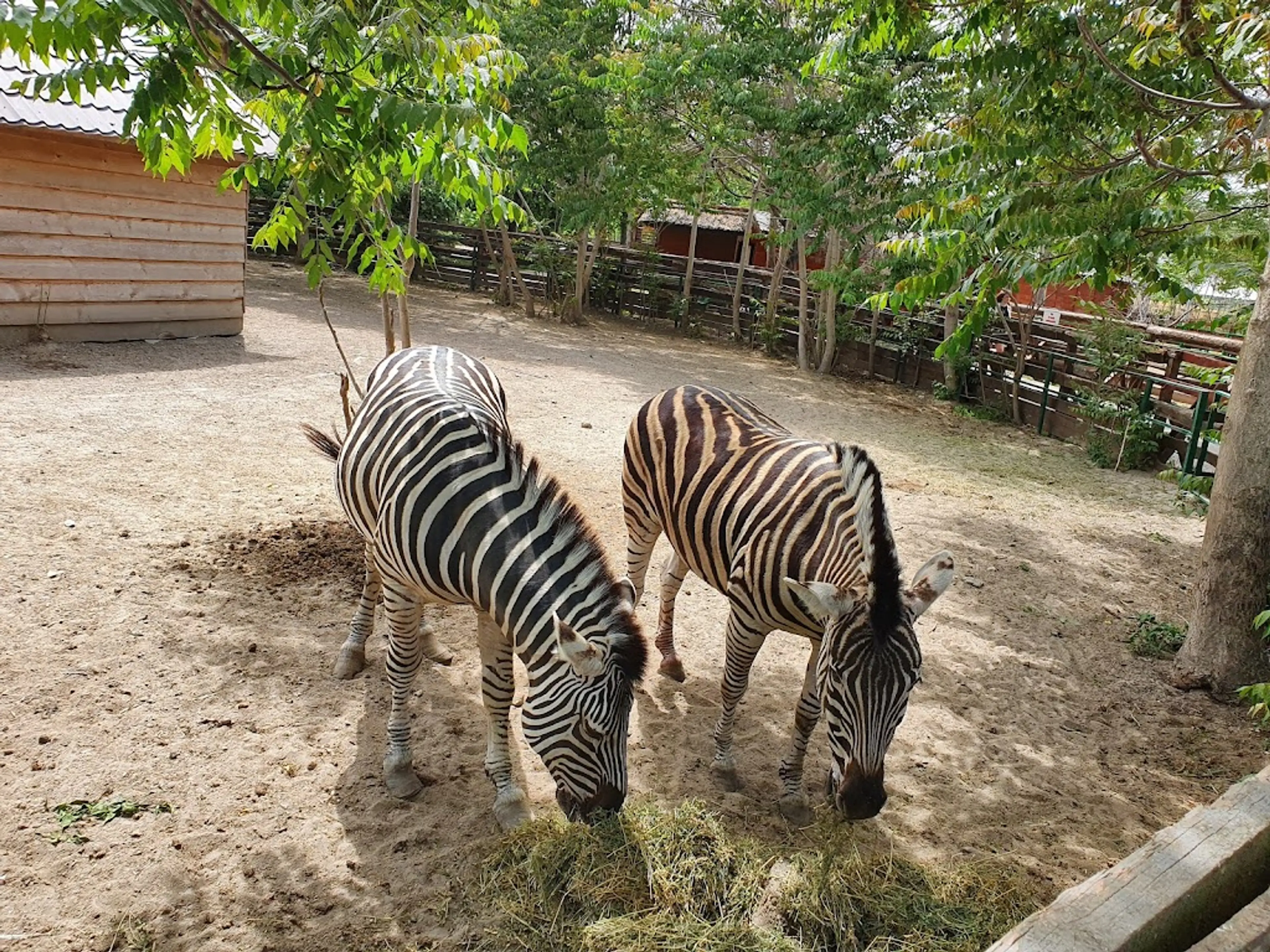 Constanta Zoo