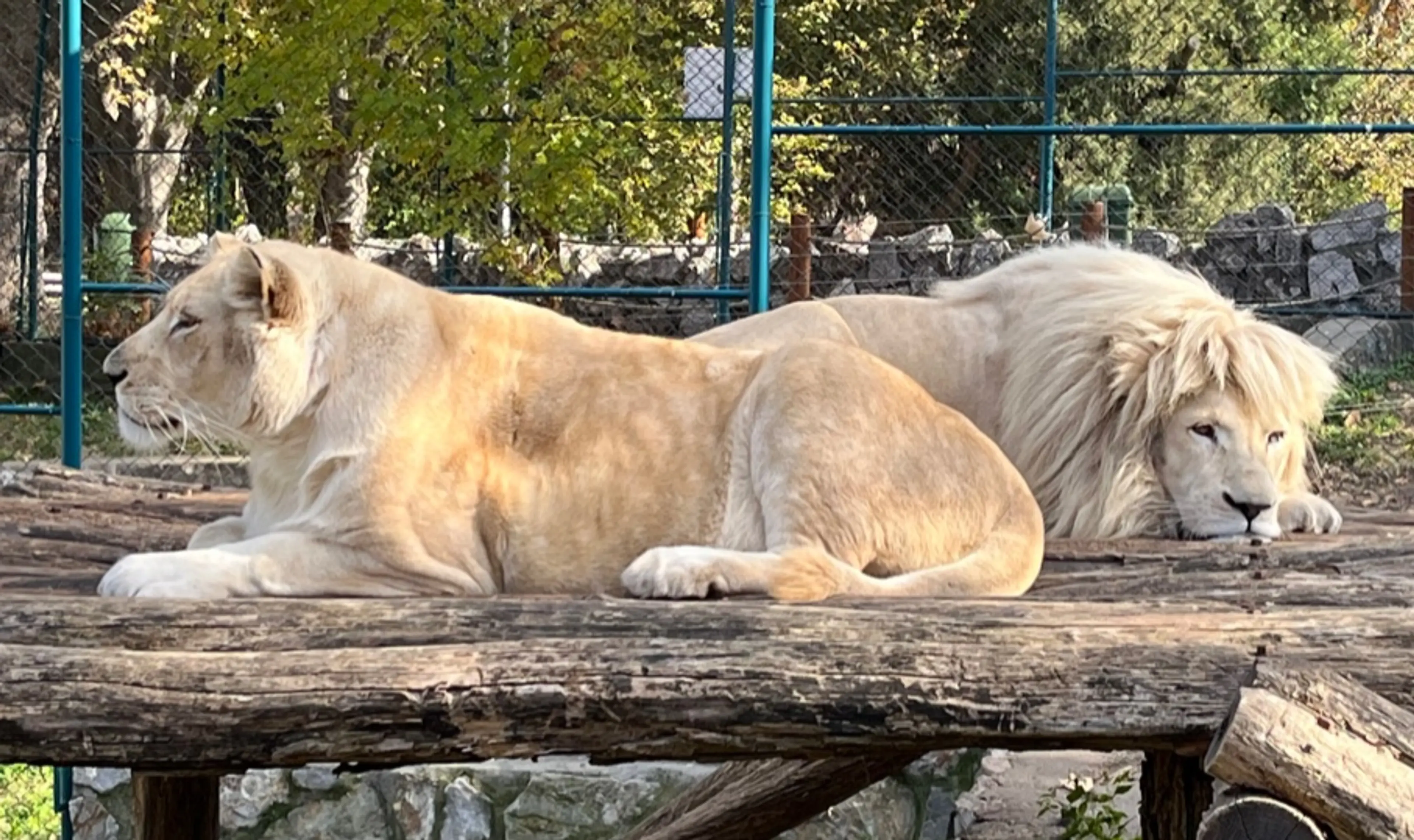 Belgrade Zoo