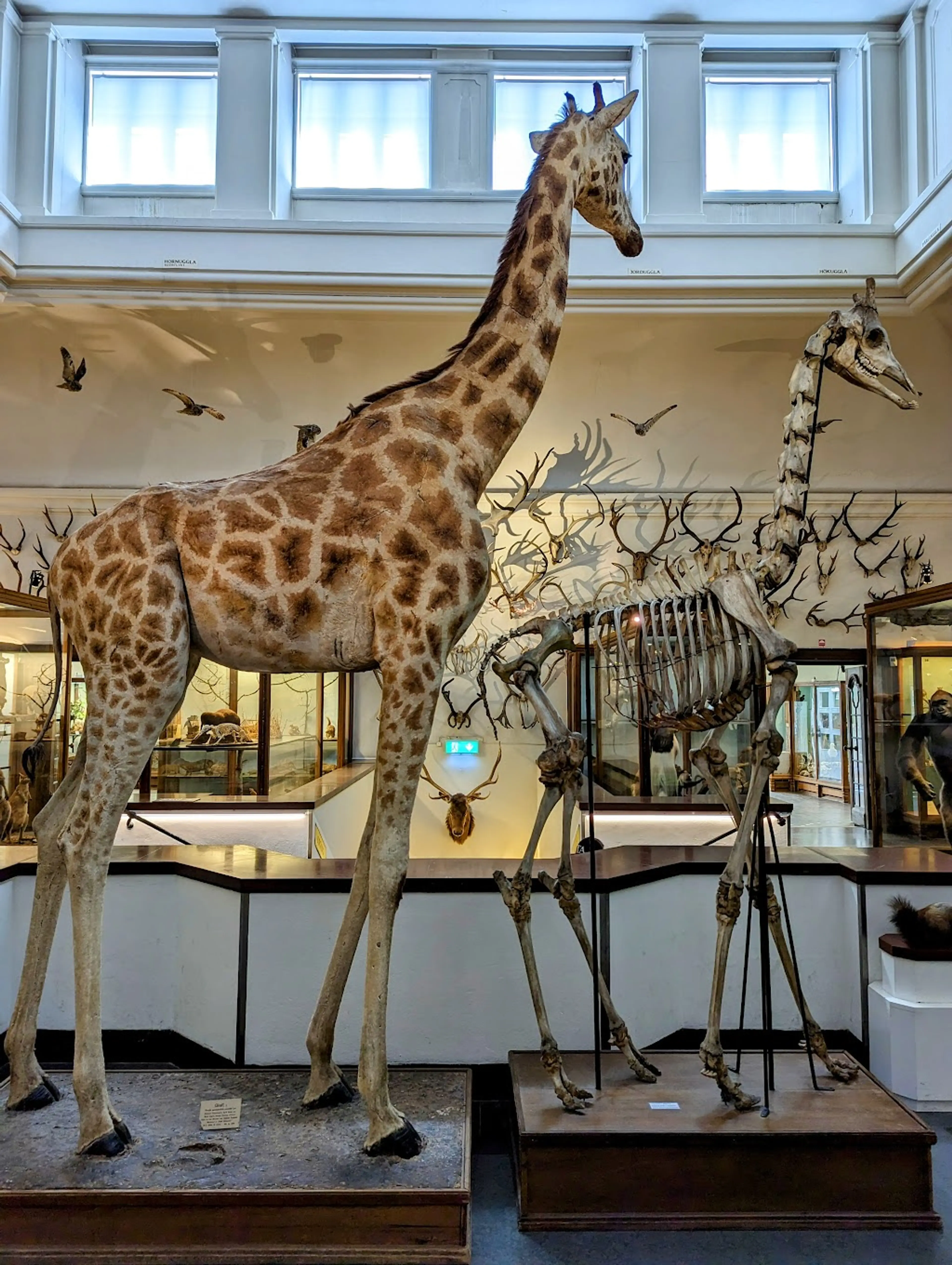 Gothenburg Natural History Museum