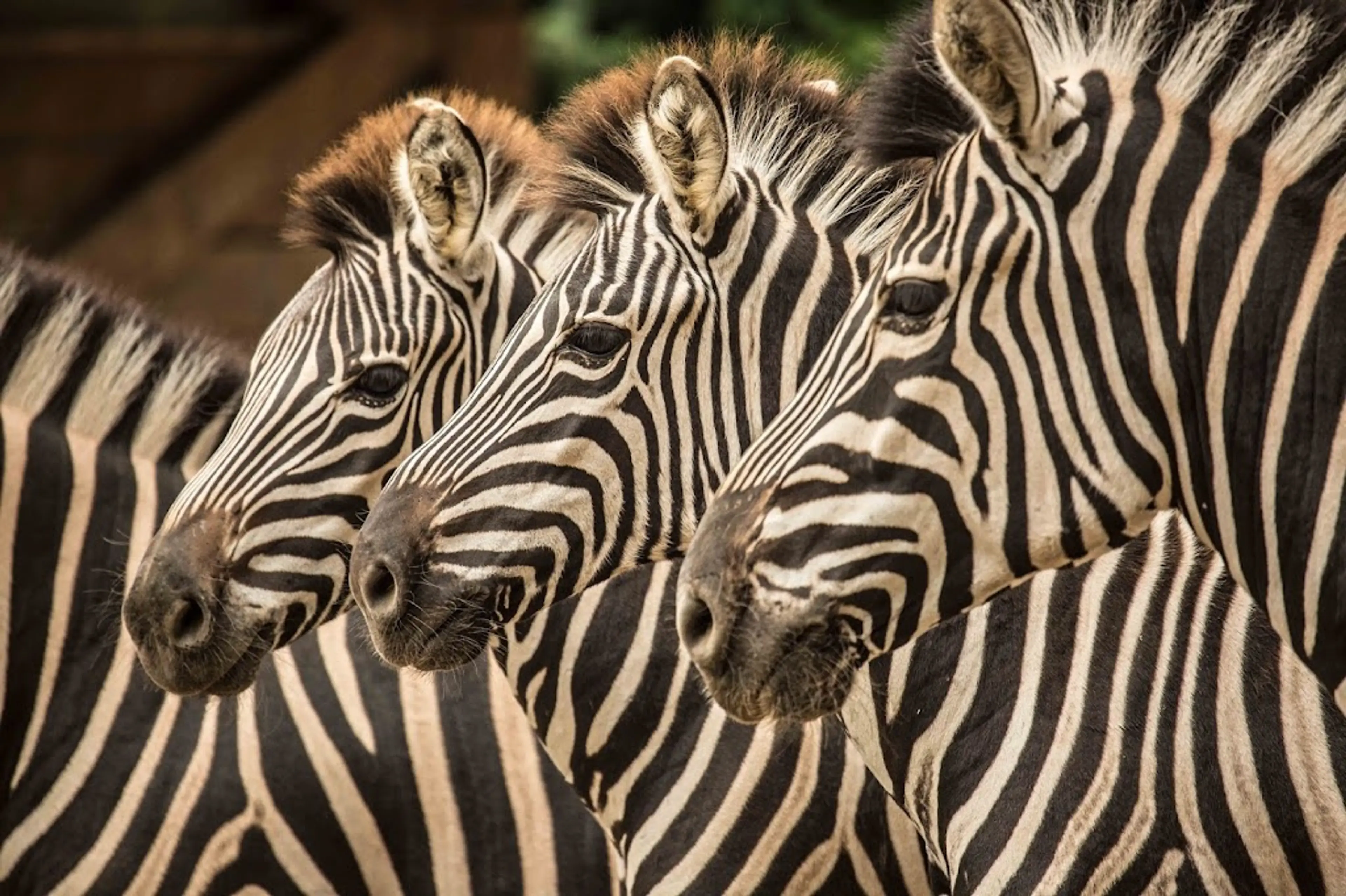 Ljubljana Zoo