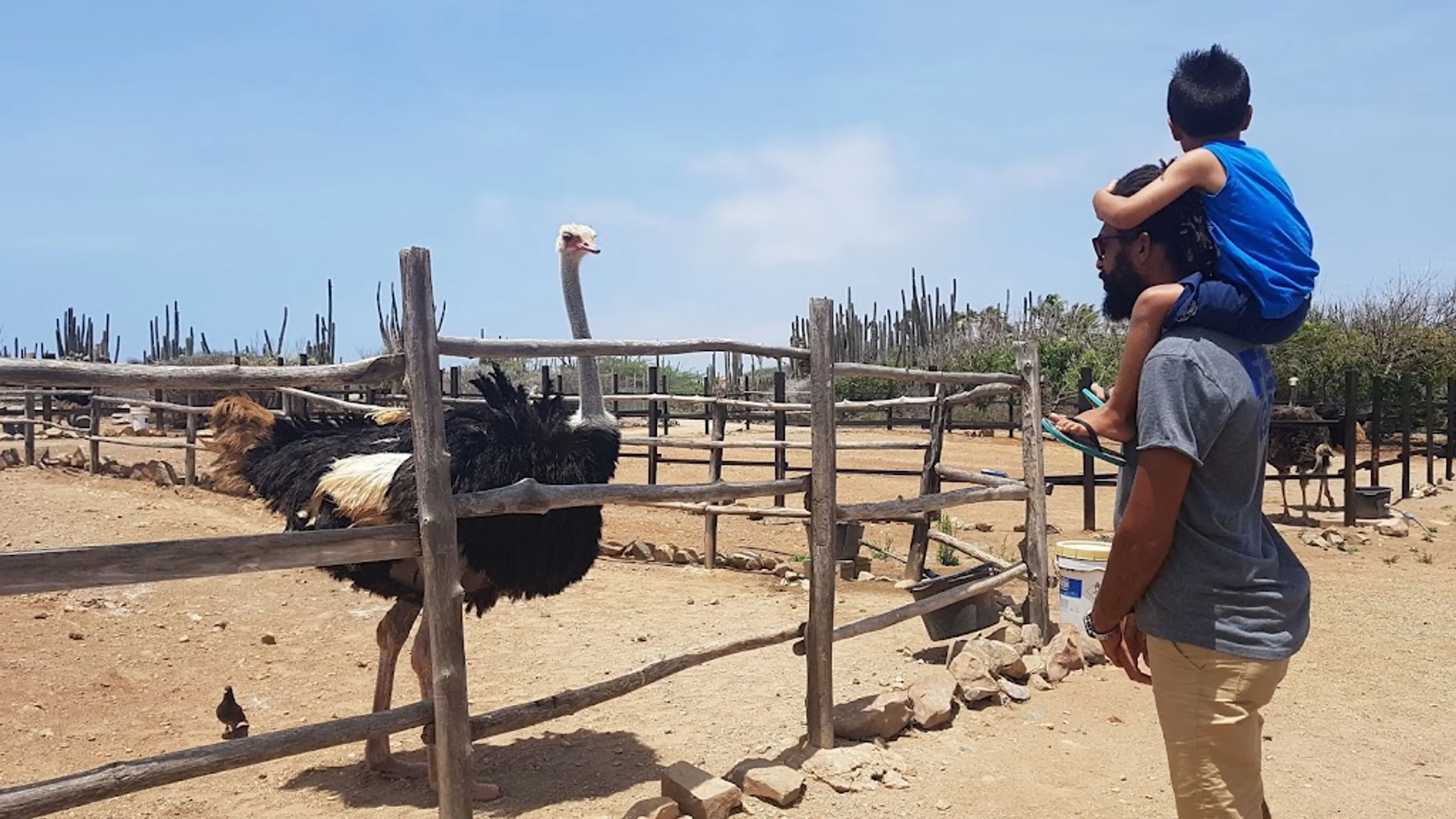Aruba Ostrich Farm
