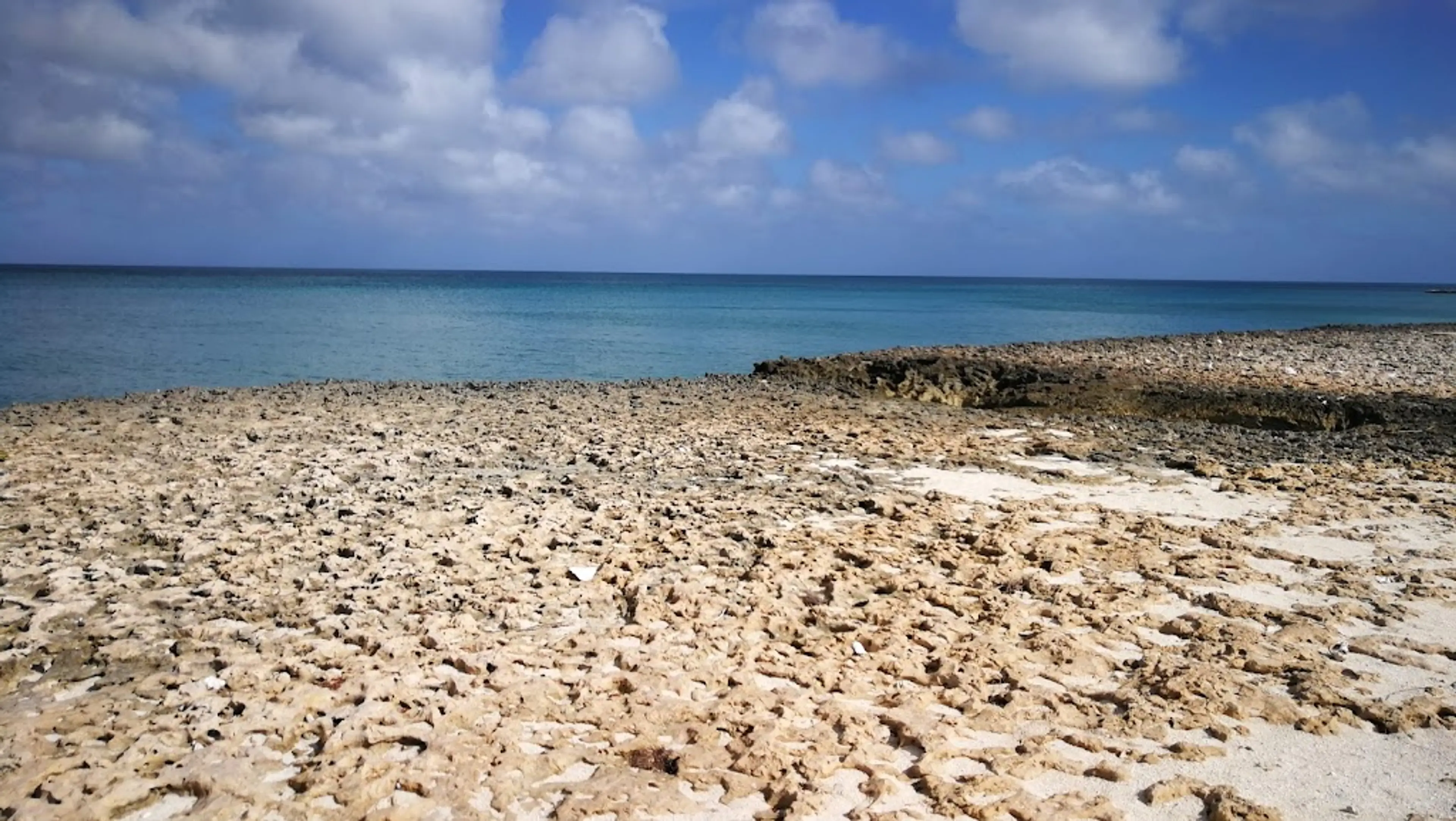 Sea Turtles Nesting