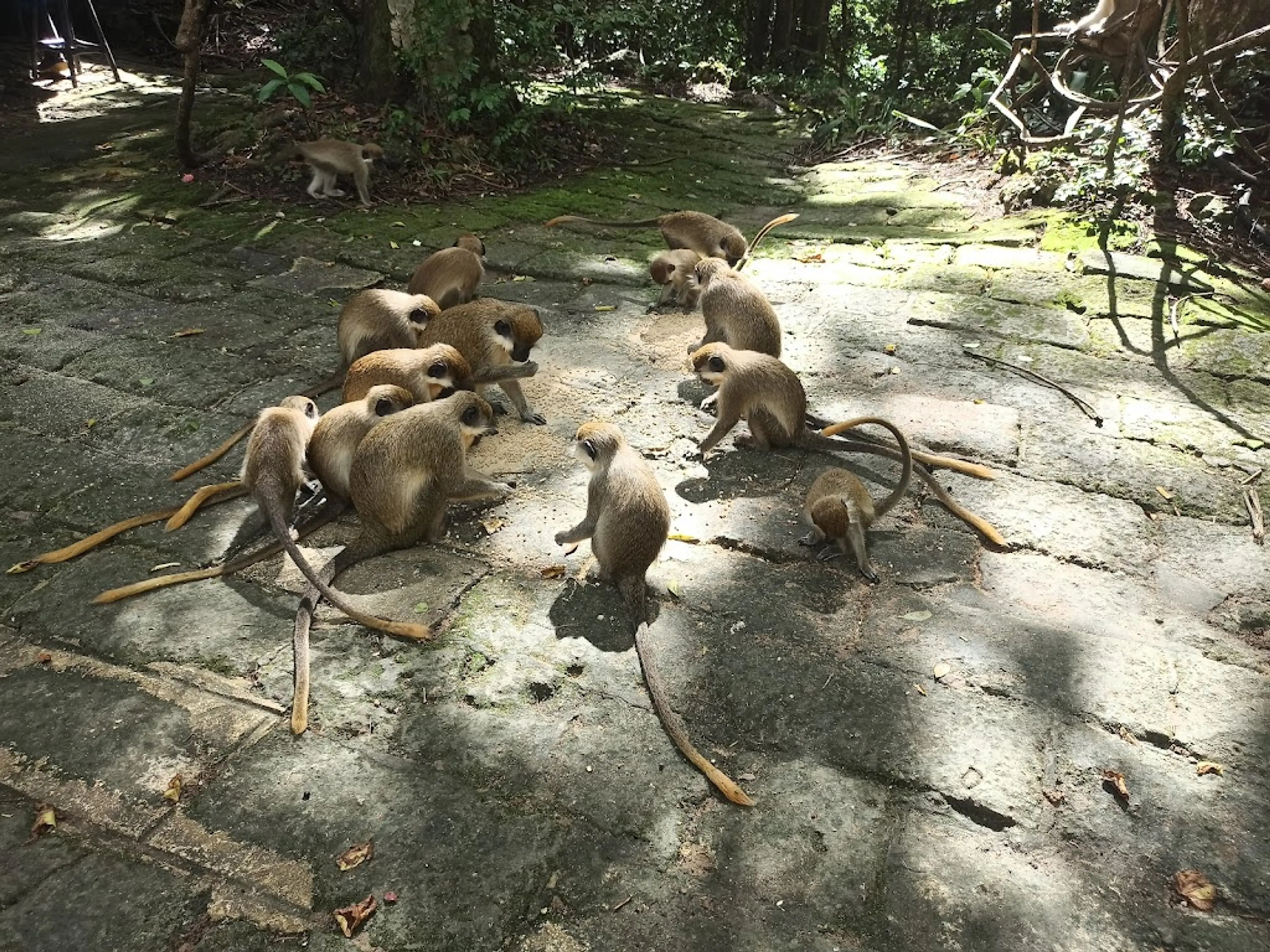 Barbados Wildlife Reserve