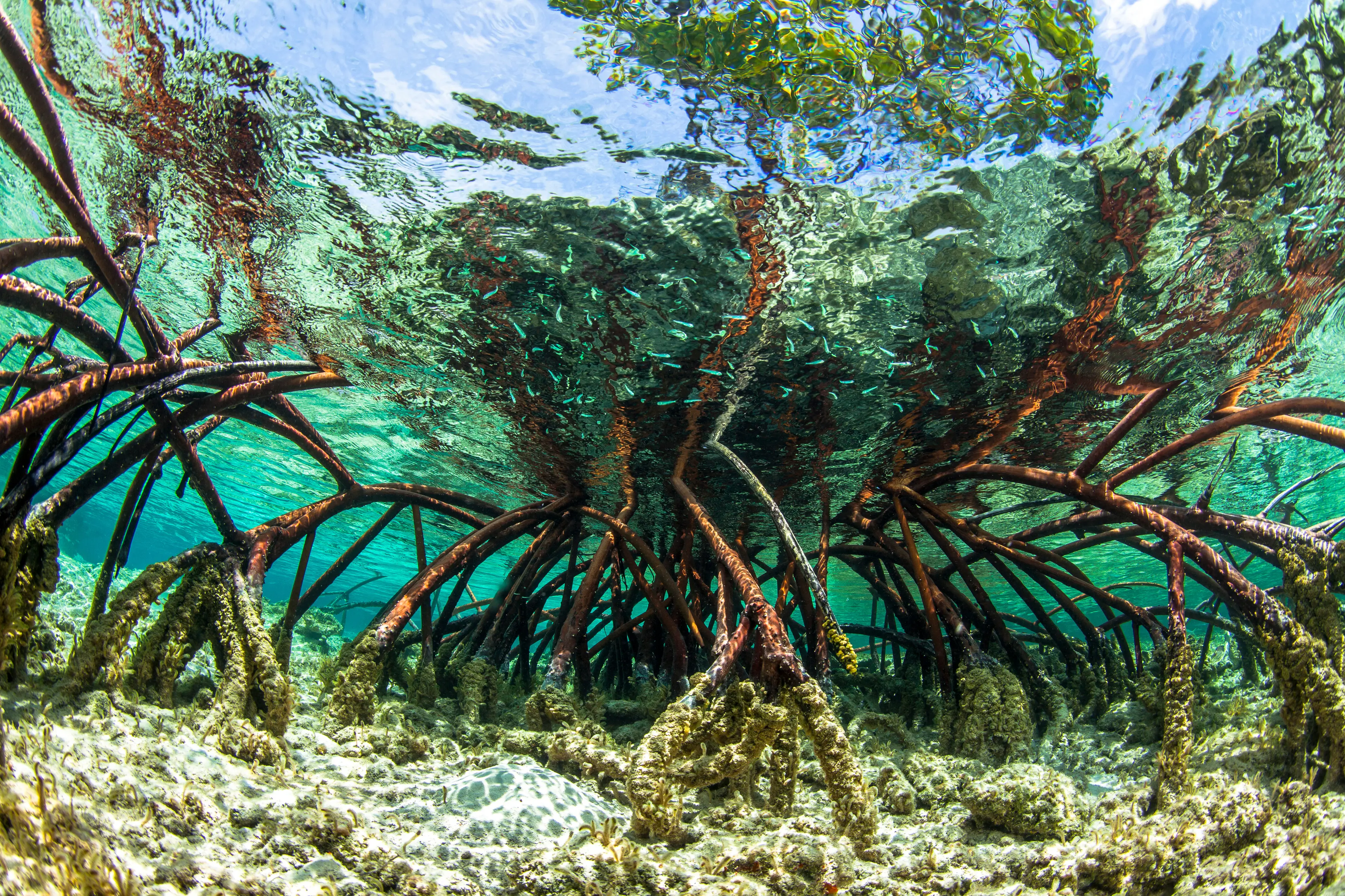 Mangroves