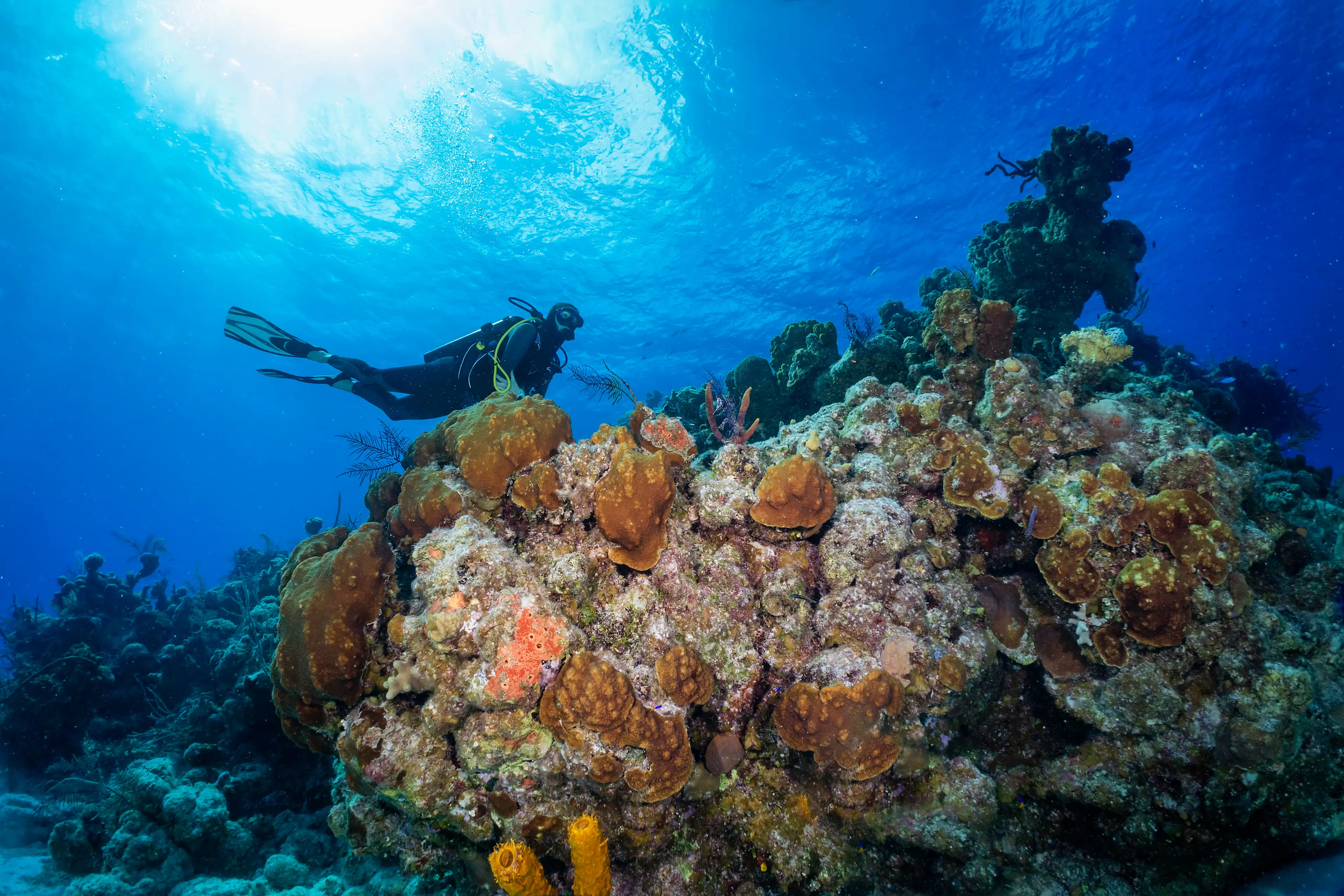 Scuba Diving