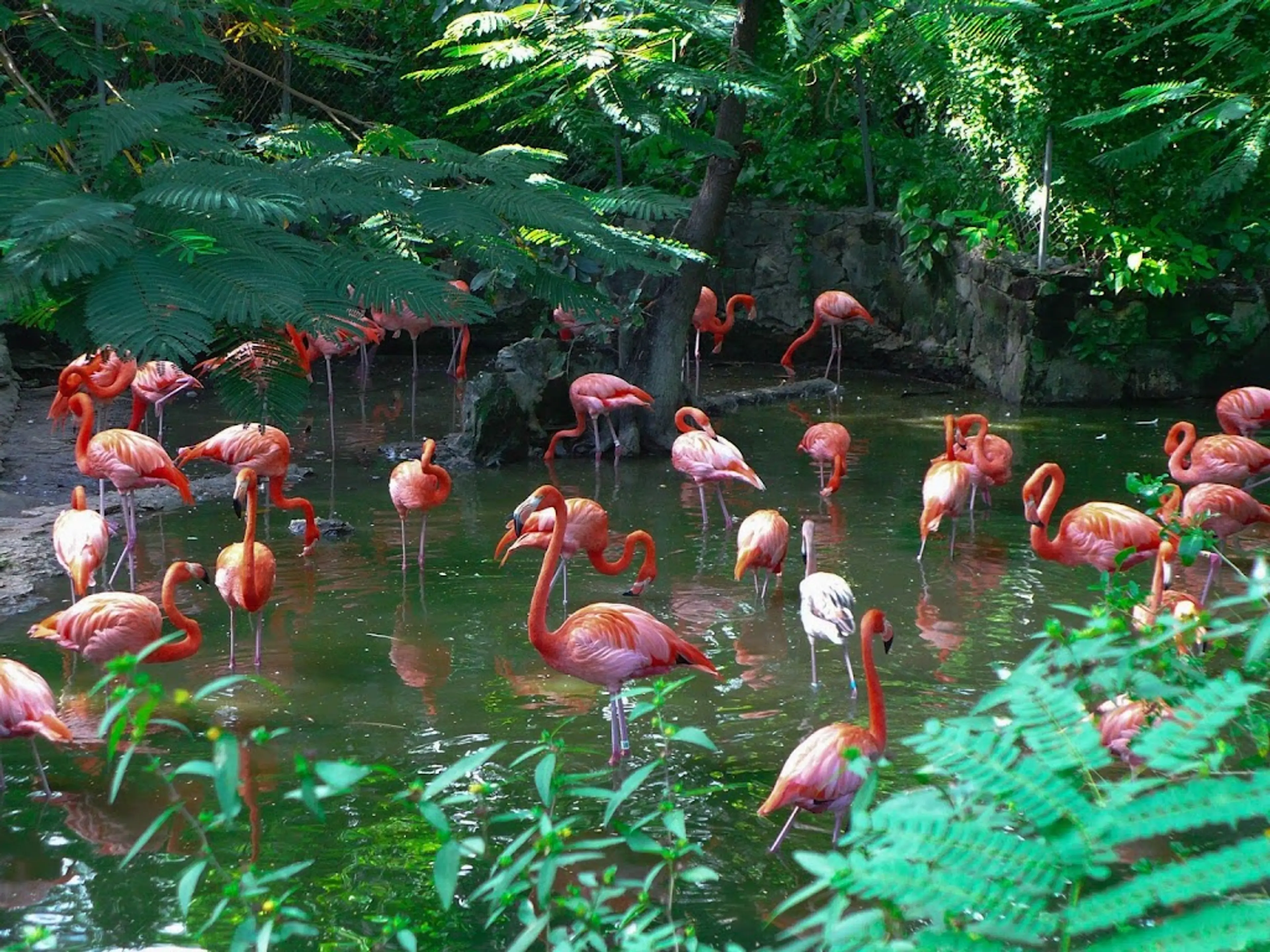 Ardastra Gardens, Zoo and Conservation Center