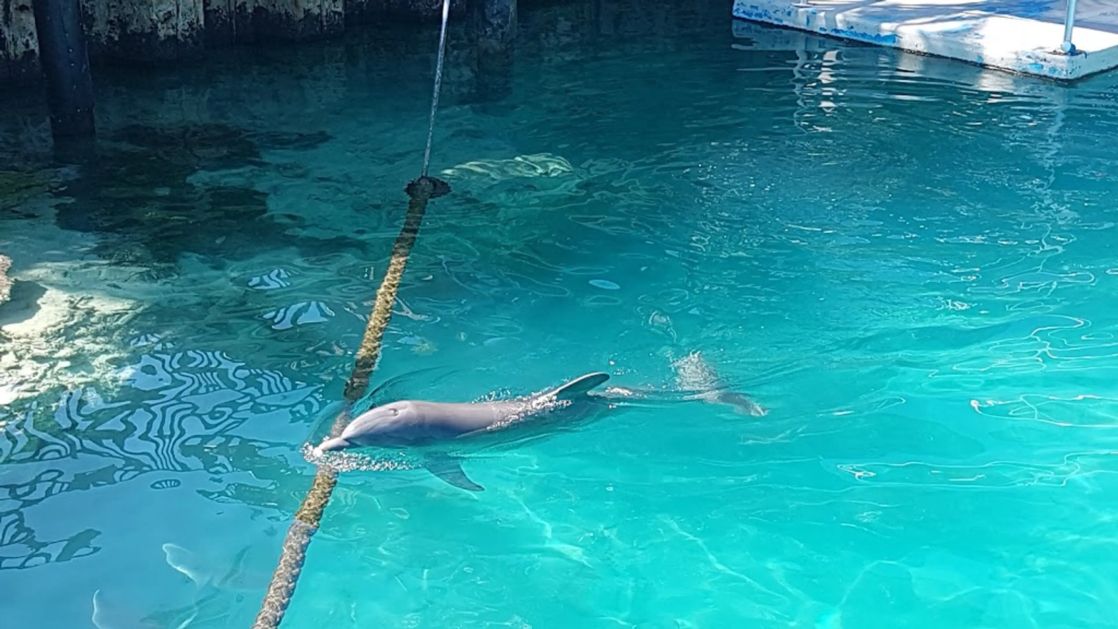 Dolphin Encounters