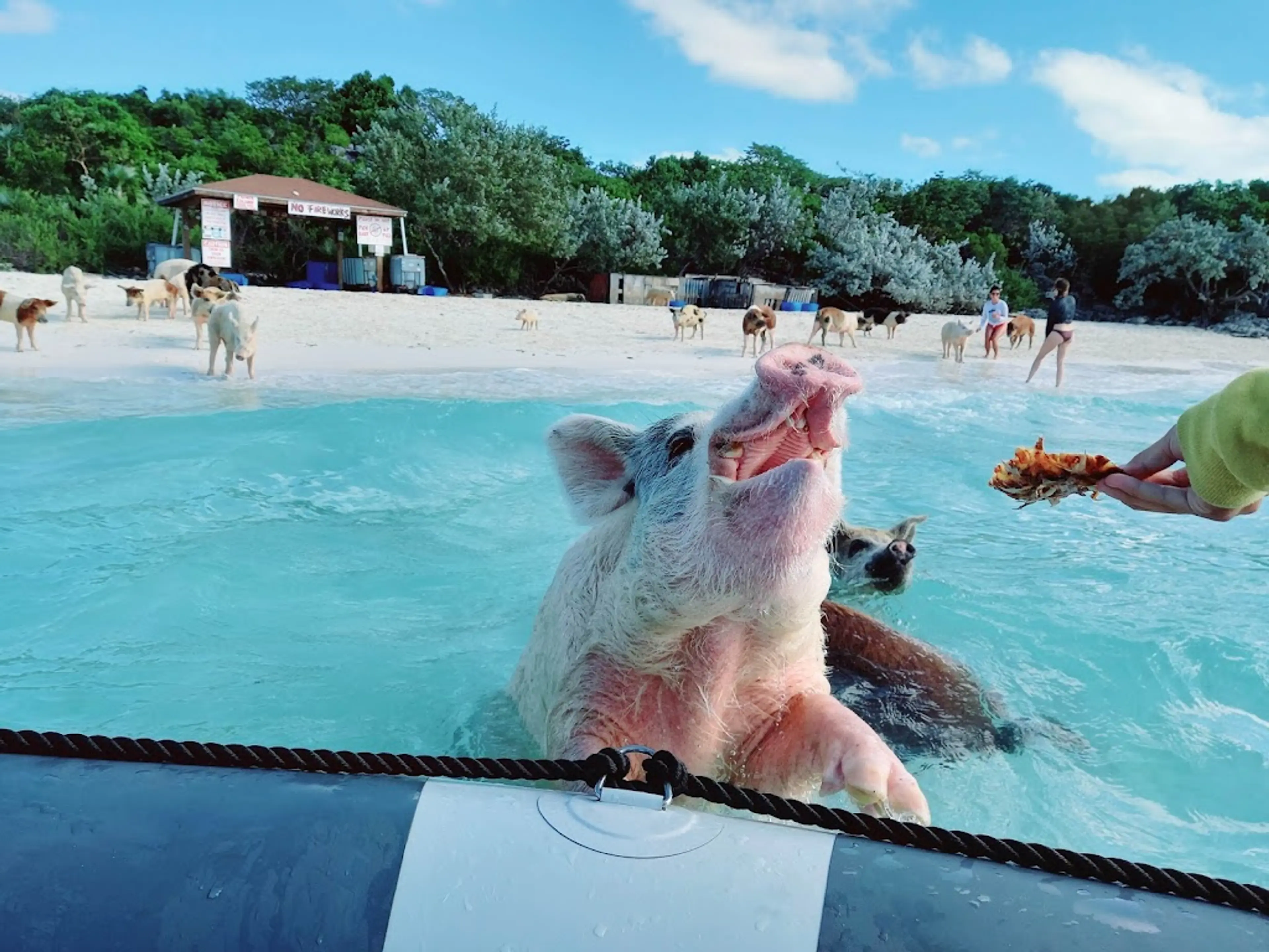 Swimming pigs at Big Major Cay