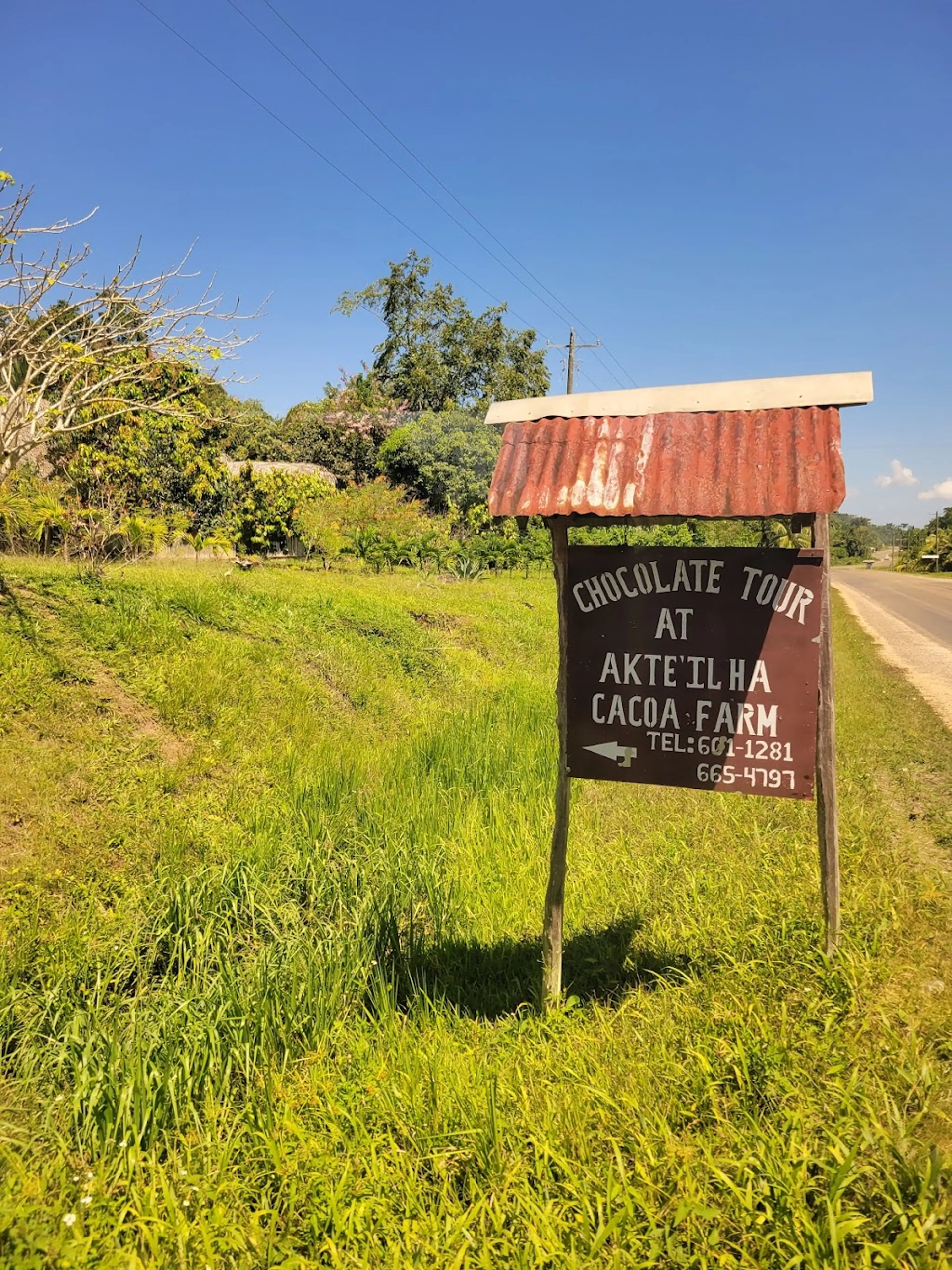 Cacao Farm Tour