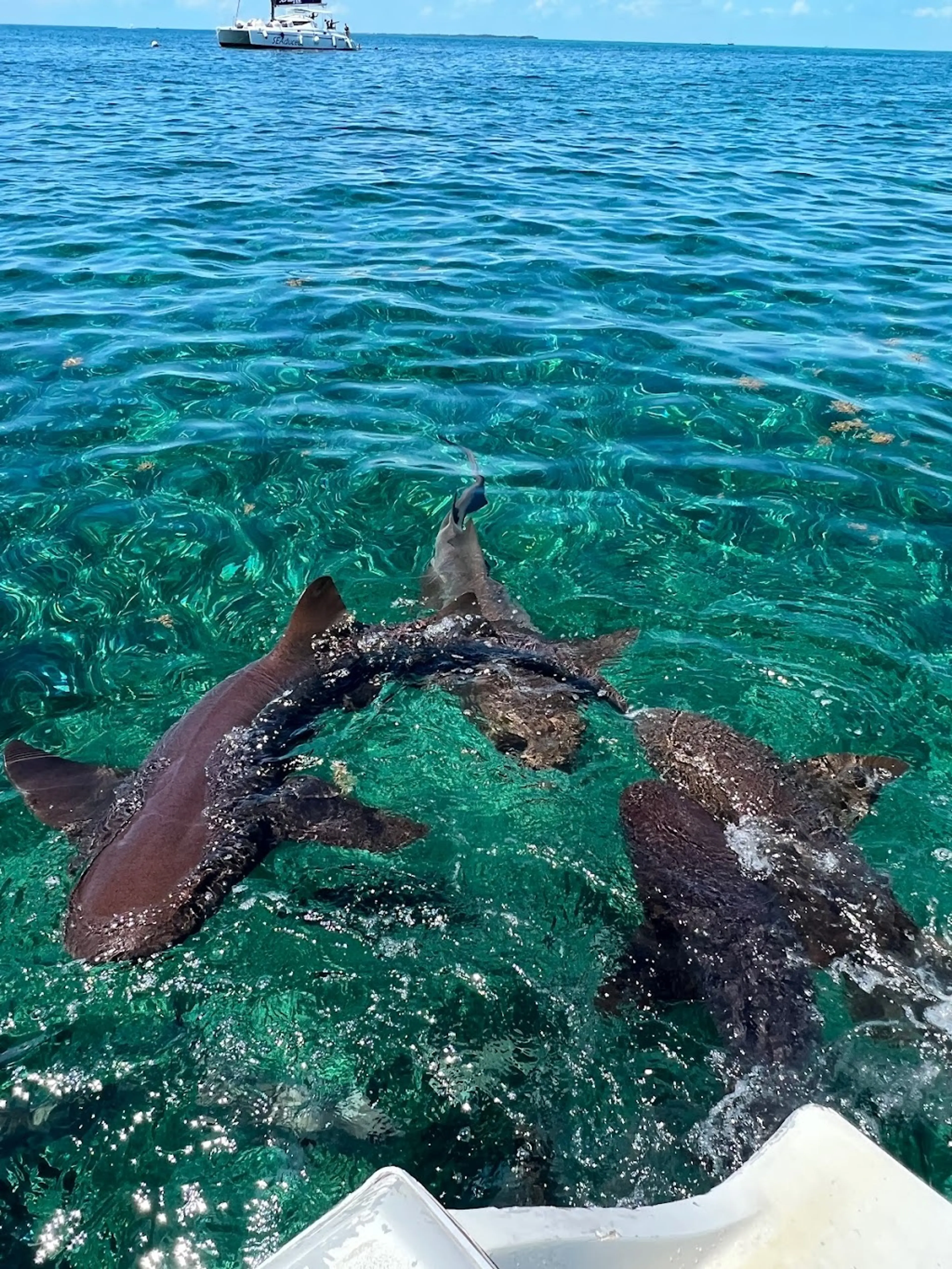 Hol Chan Marine Reserve