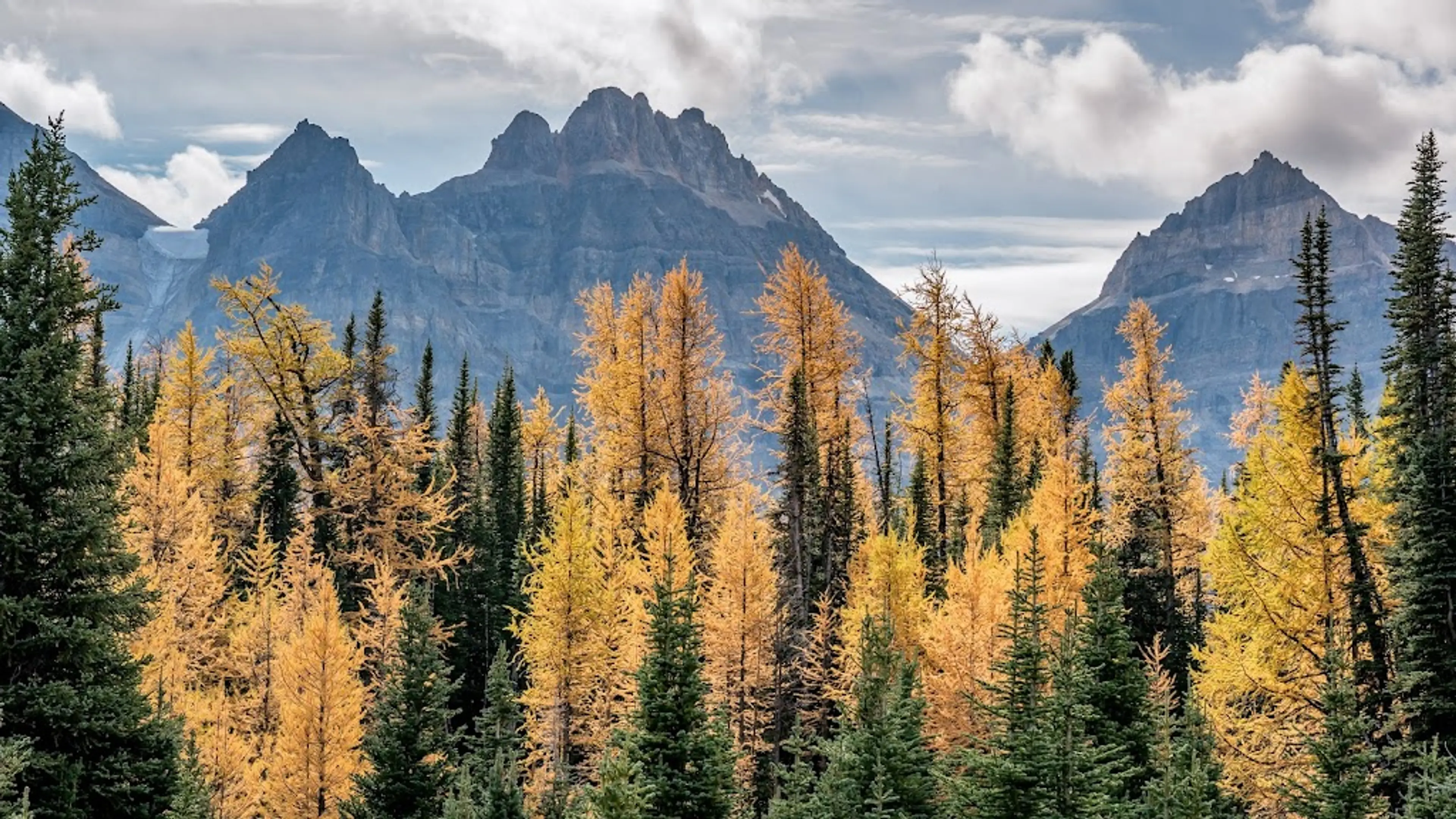 Larch Valley