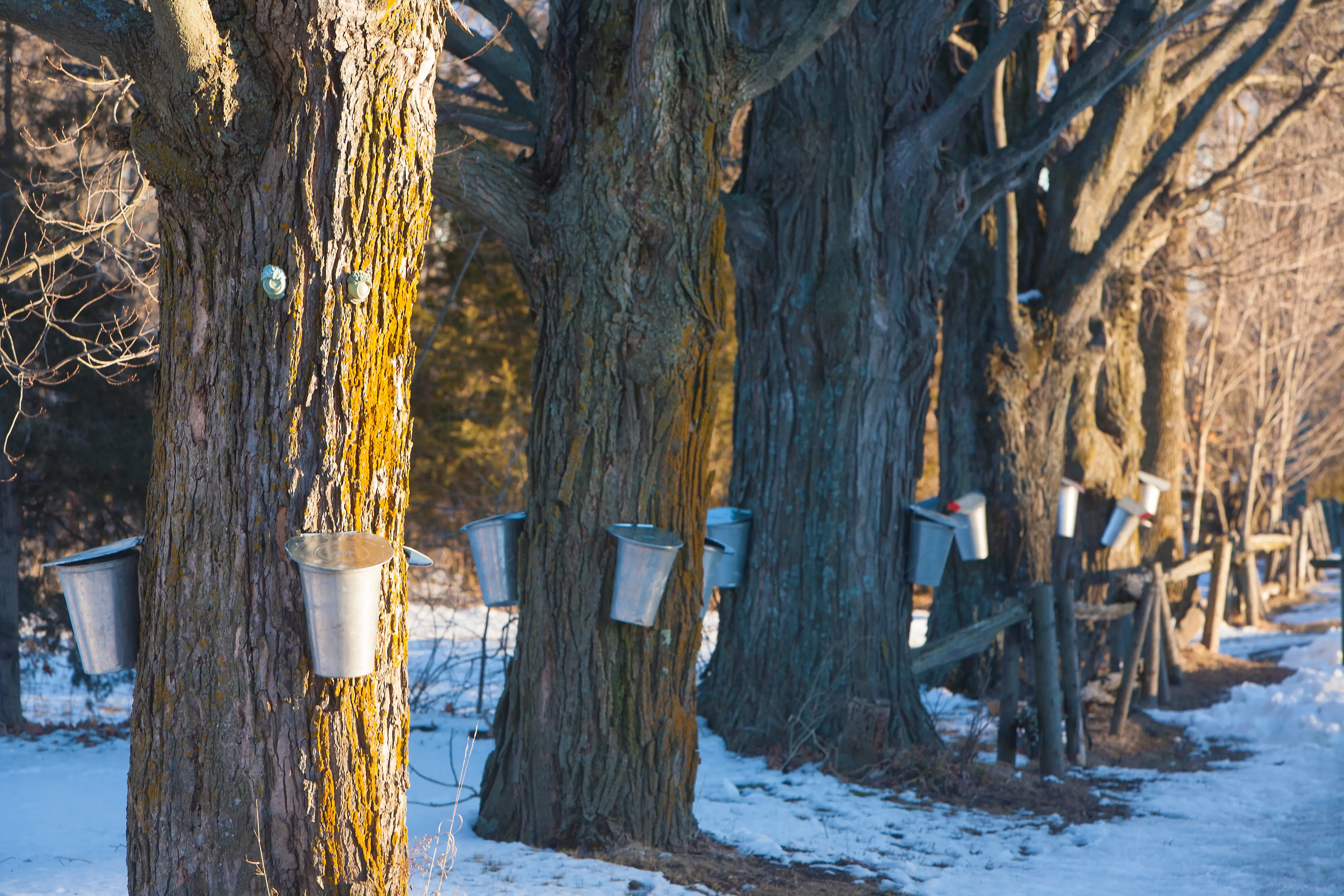 Maple Syrup Farm