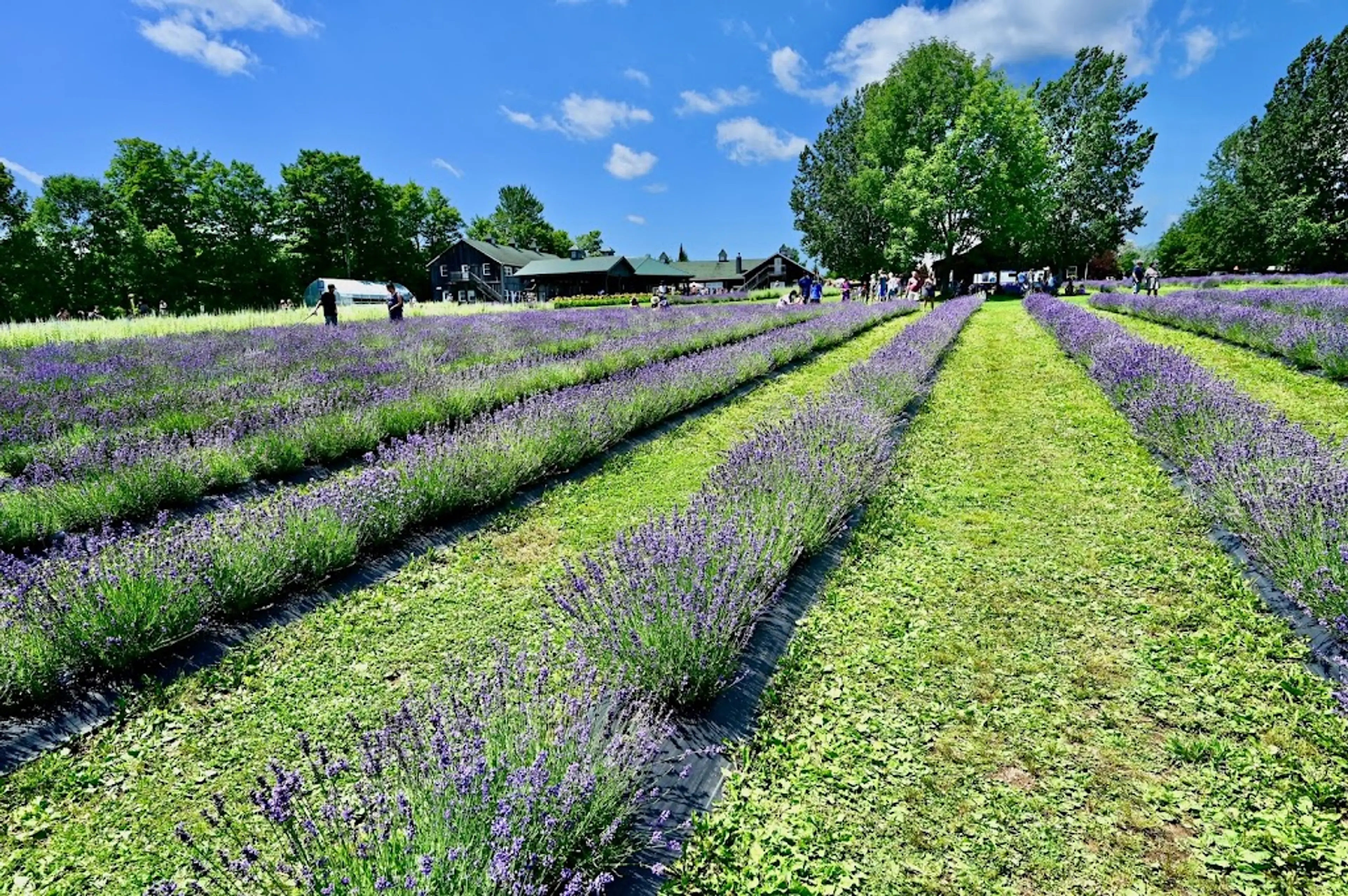 Bleu Lavande lavender farm