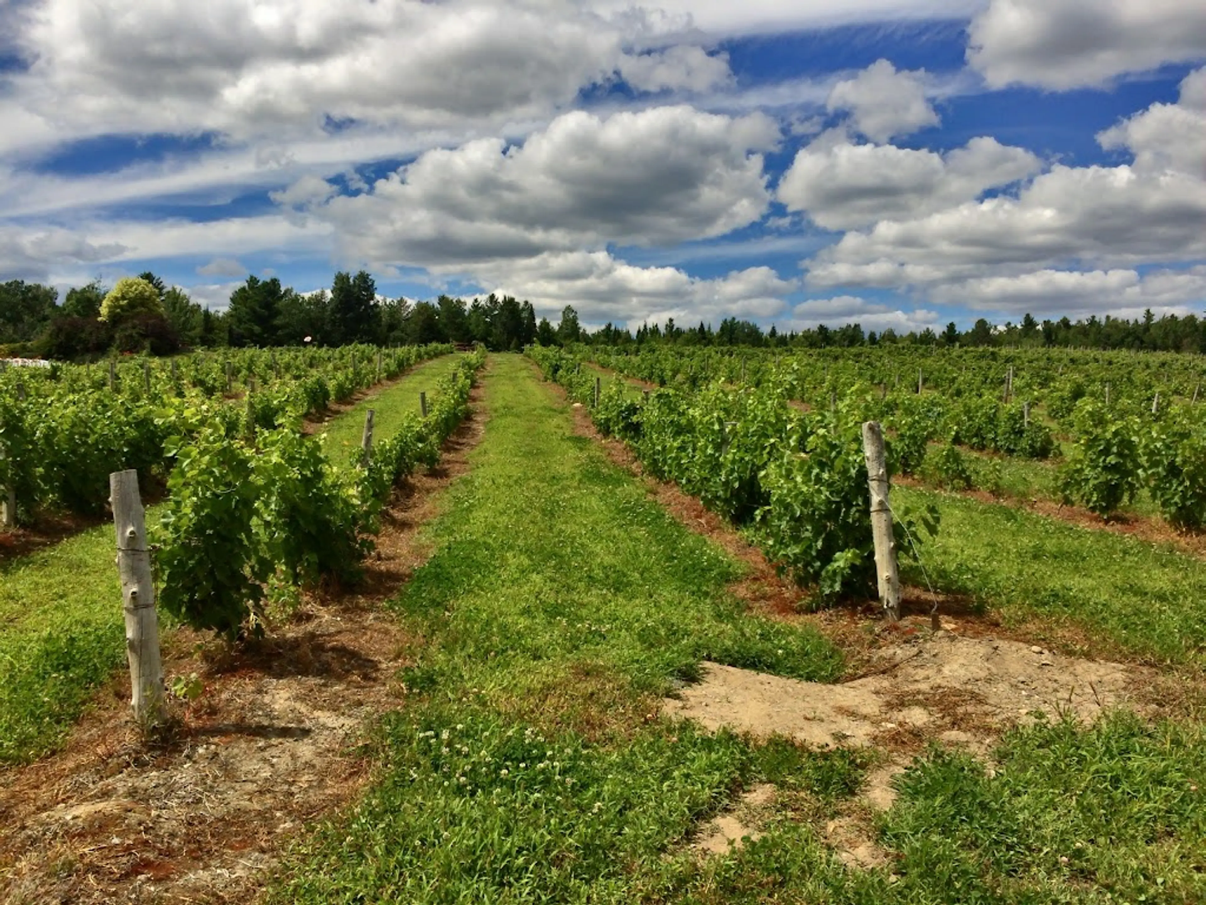 Vignoble le Cep d'Argent