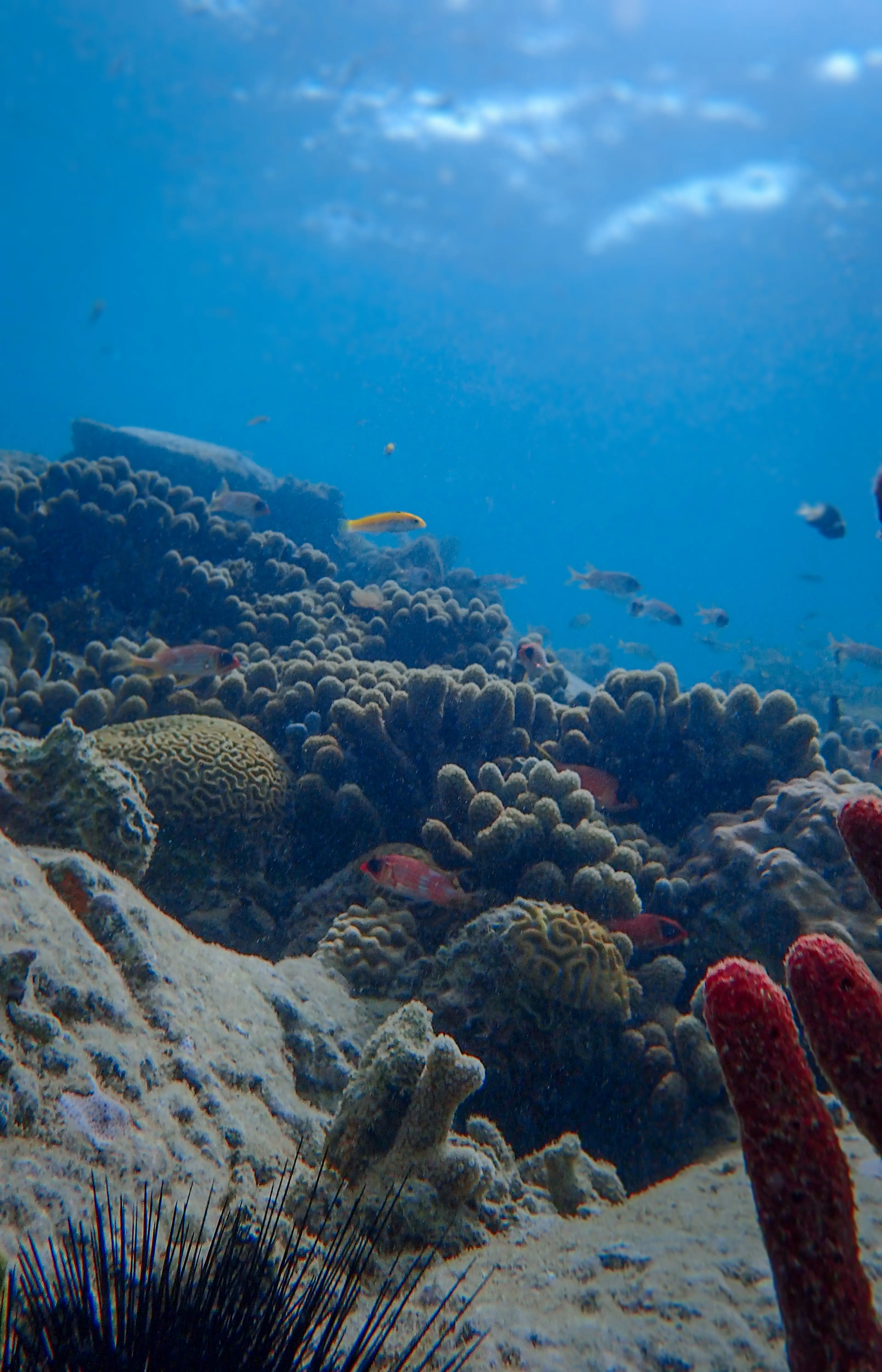 Marine Reserve