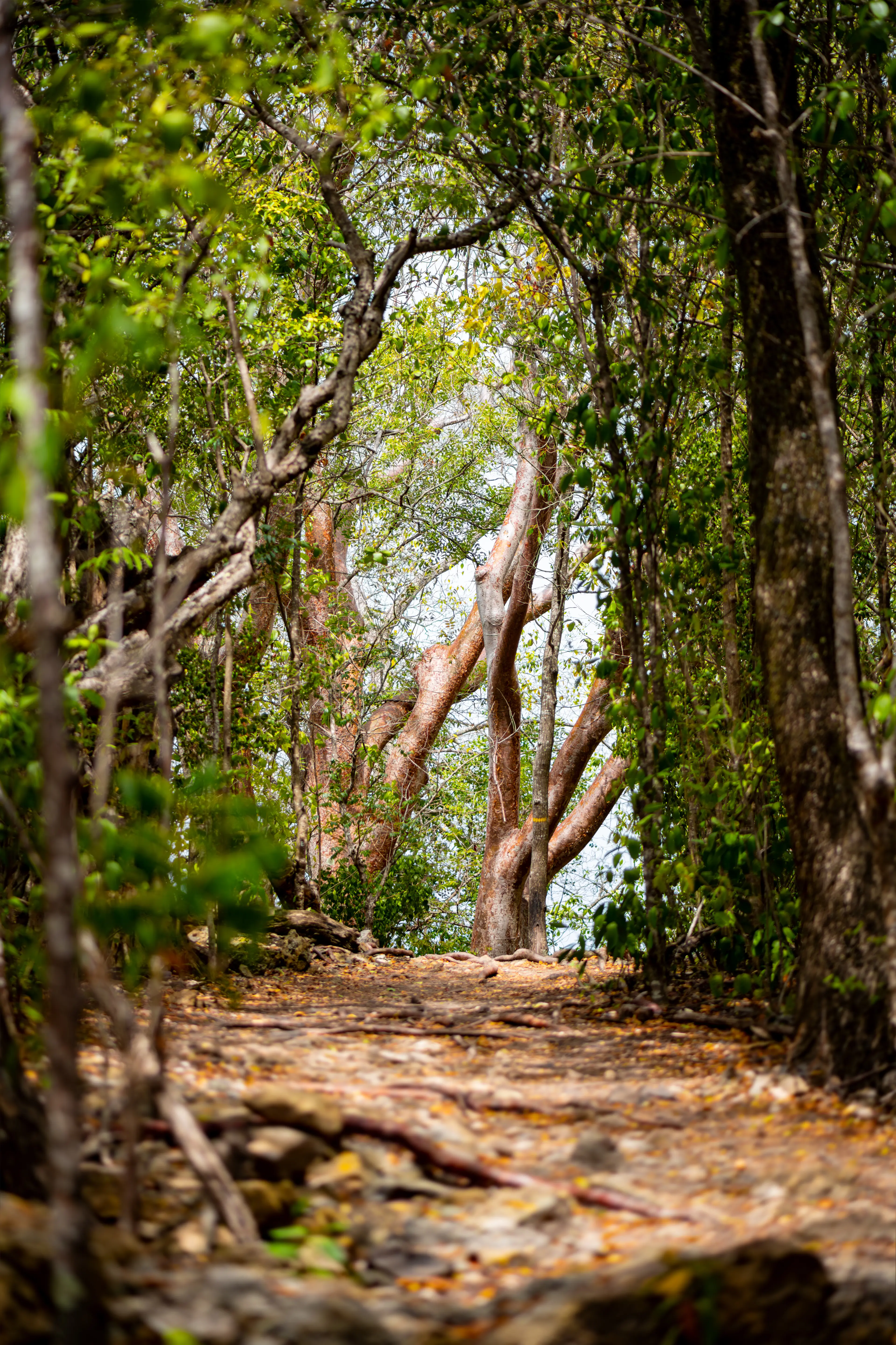 Parc Naturel Regional de Martinique