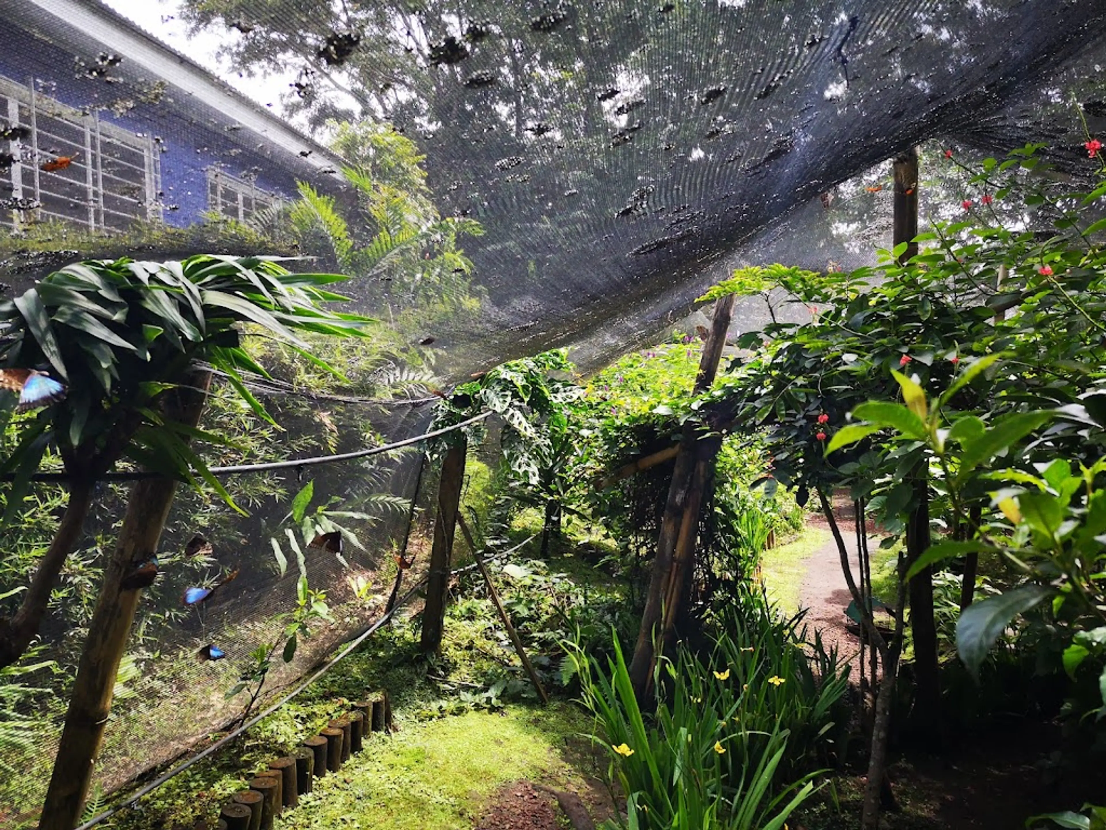 Butterfly Farm