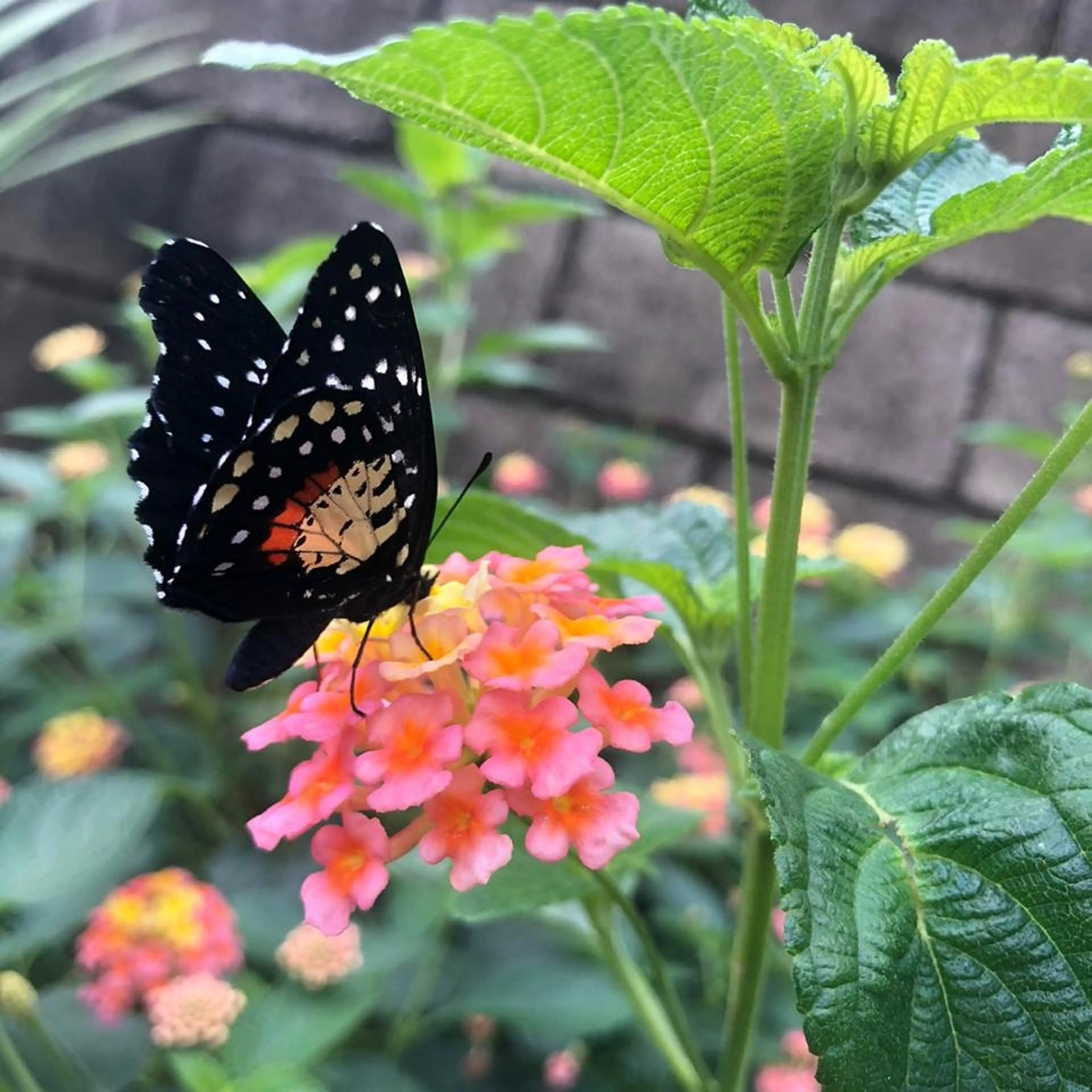 Spirogyra Butterfly Garden