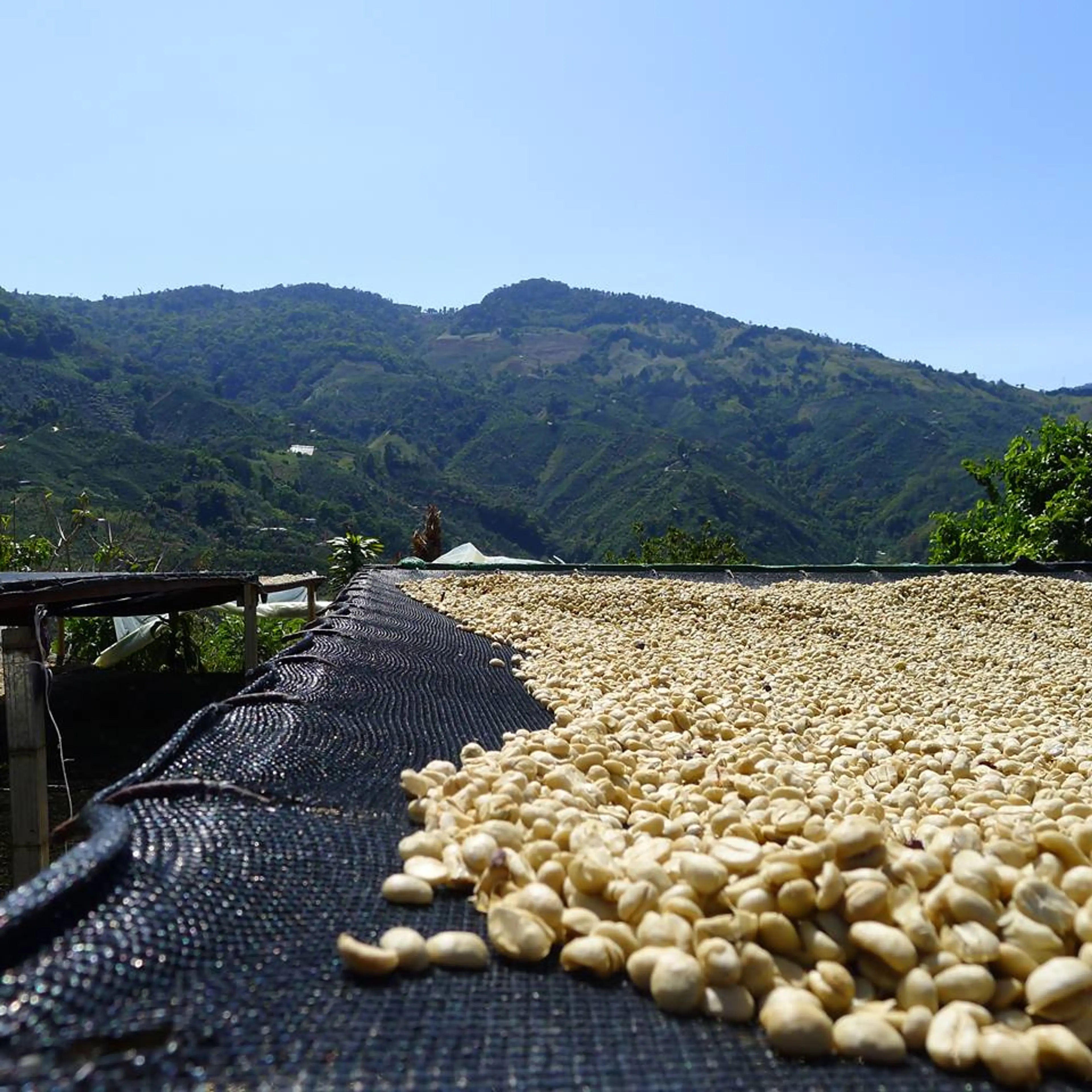 Coffee plantation tour