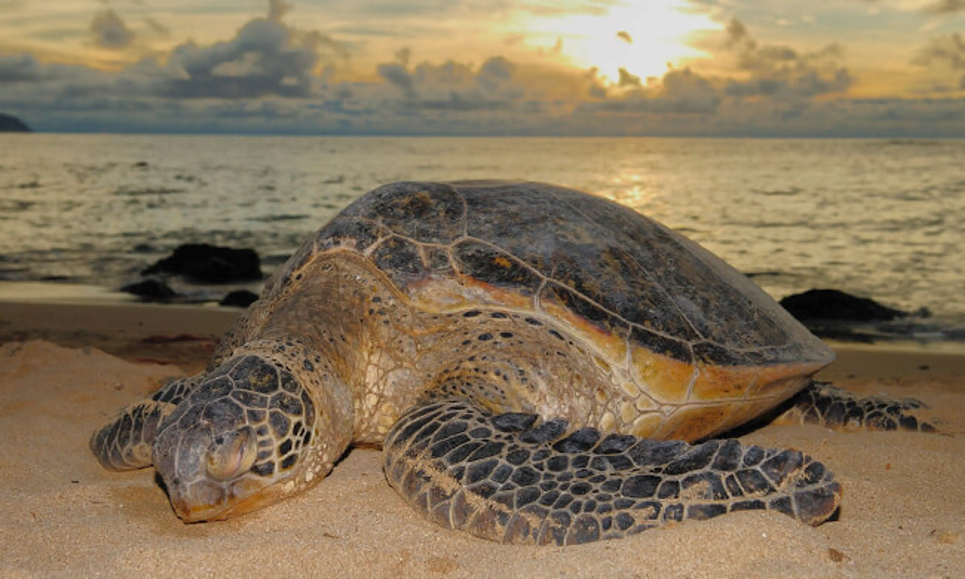 Leatherback Turtles at Las Baulas National Marine Park